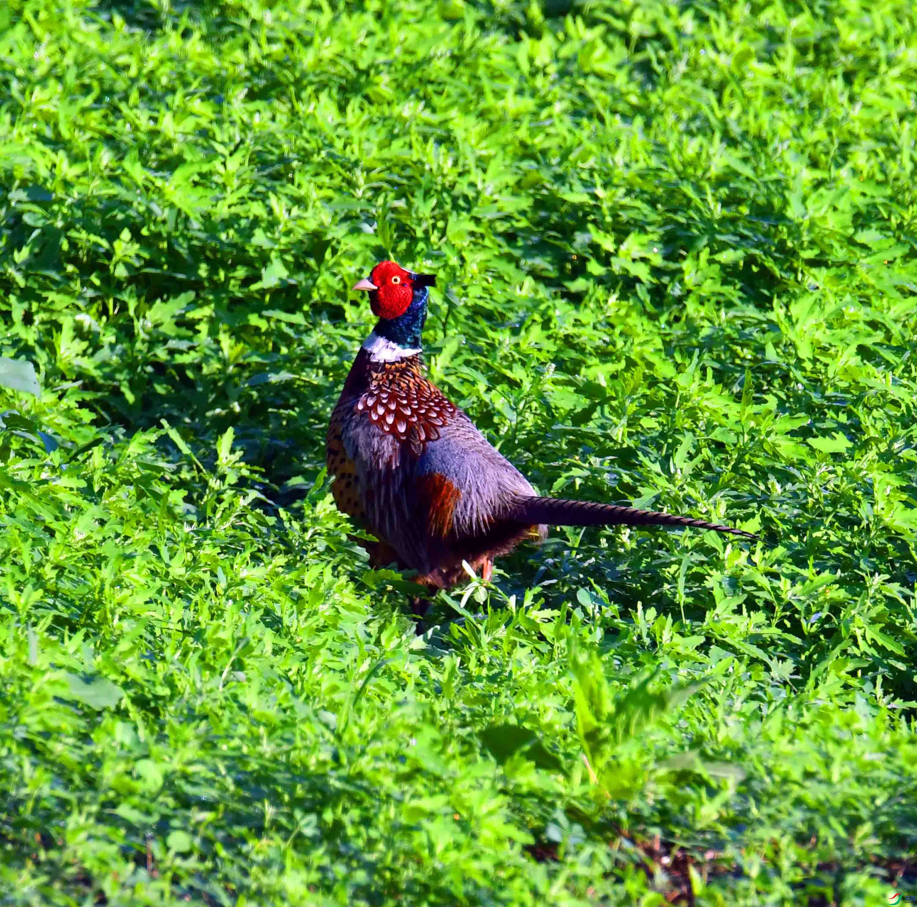 DSC_2888.JPG