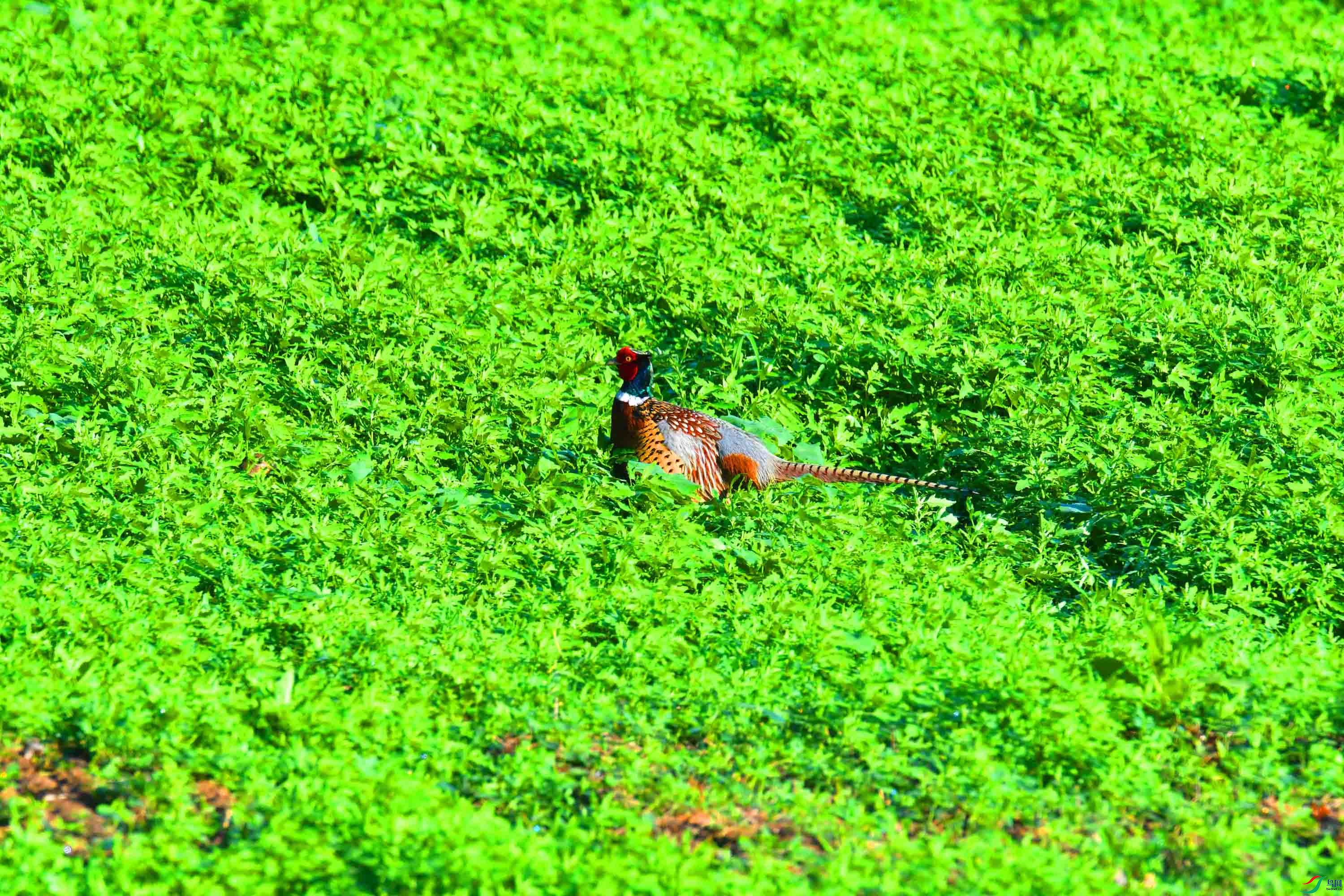 DSC_2937.JPG