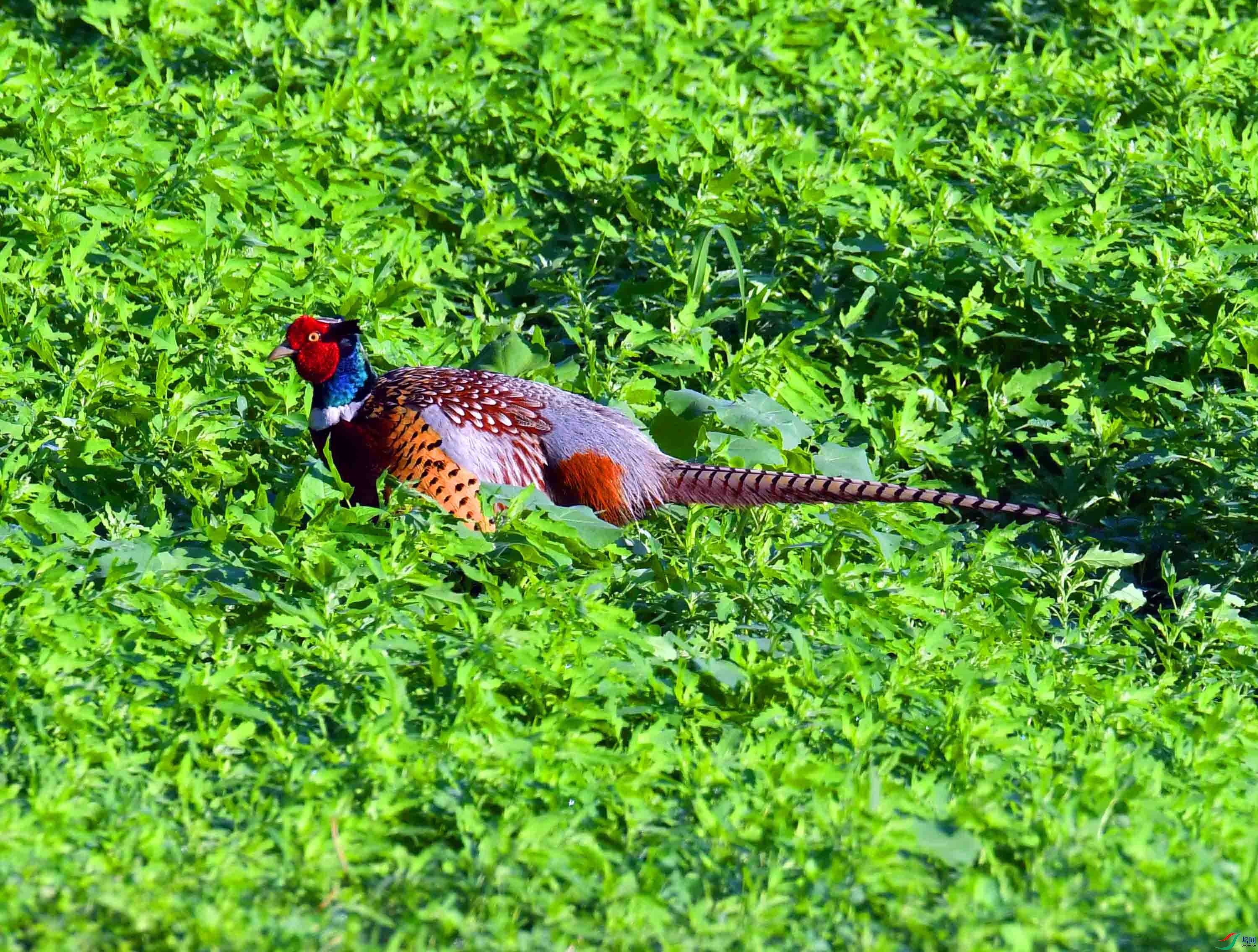 DSC_2940.JPG
