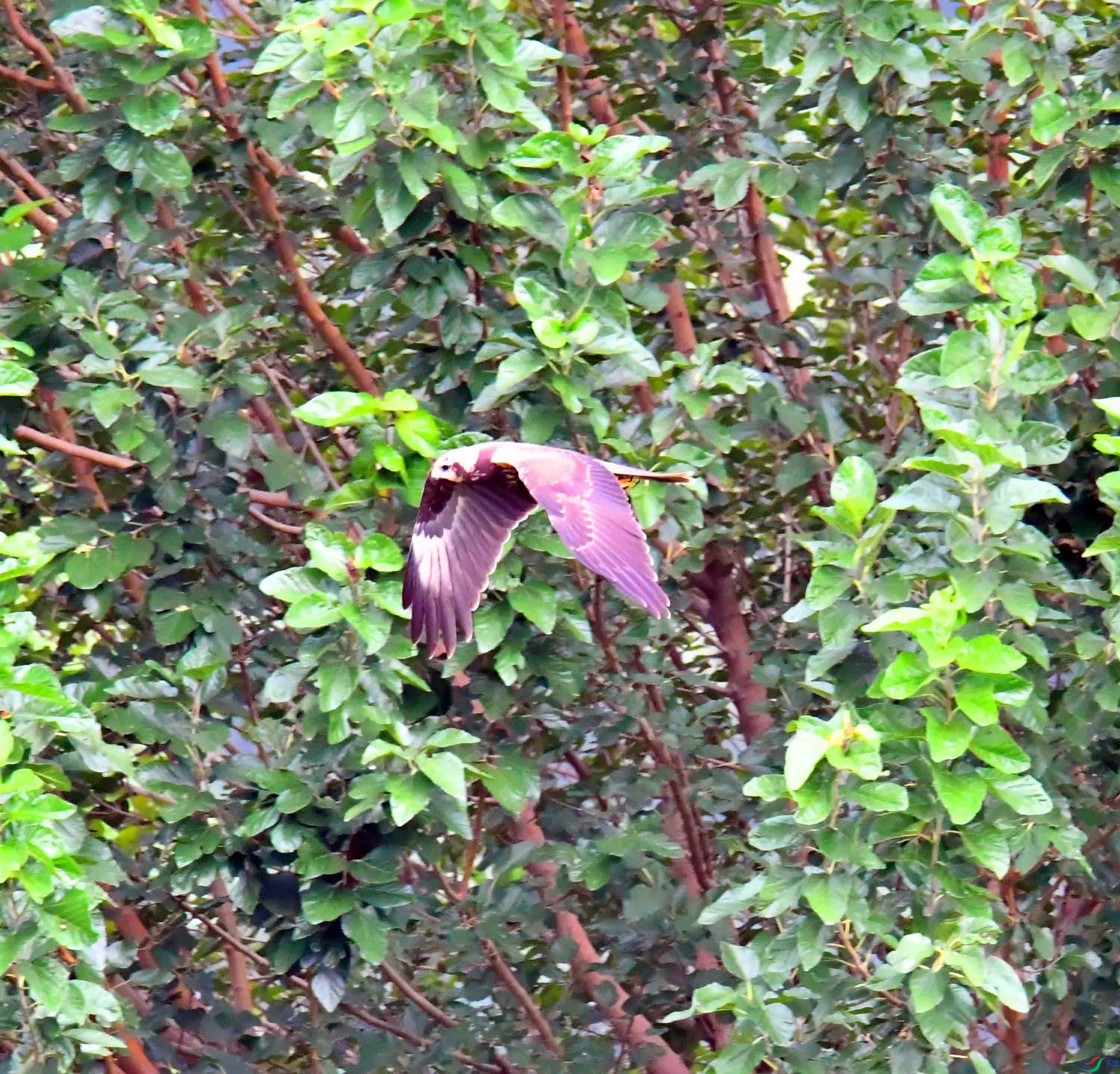 DSC_7727.JPG