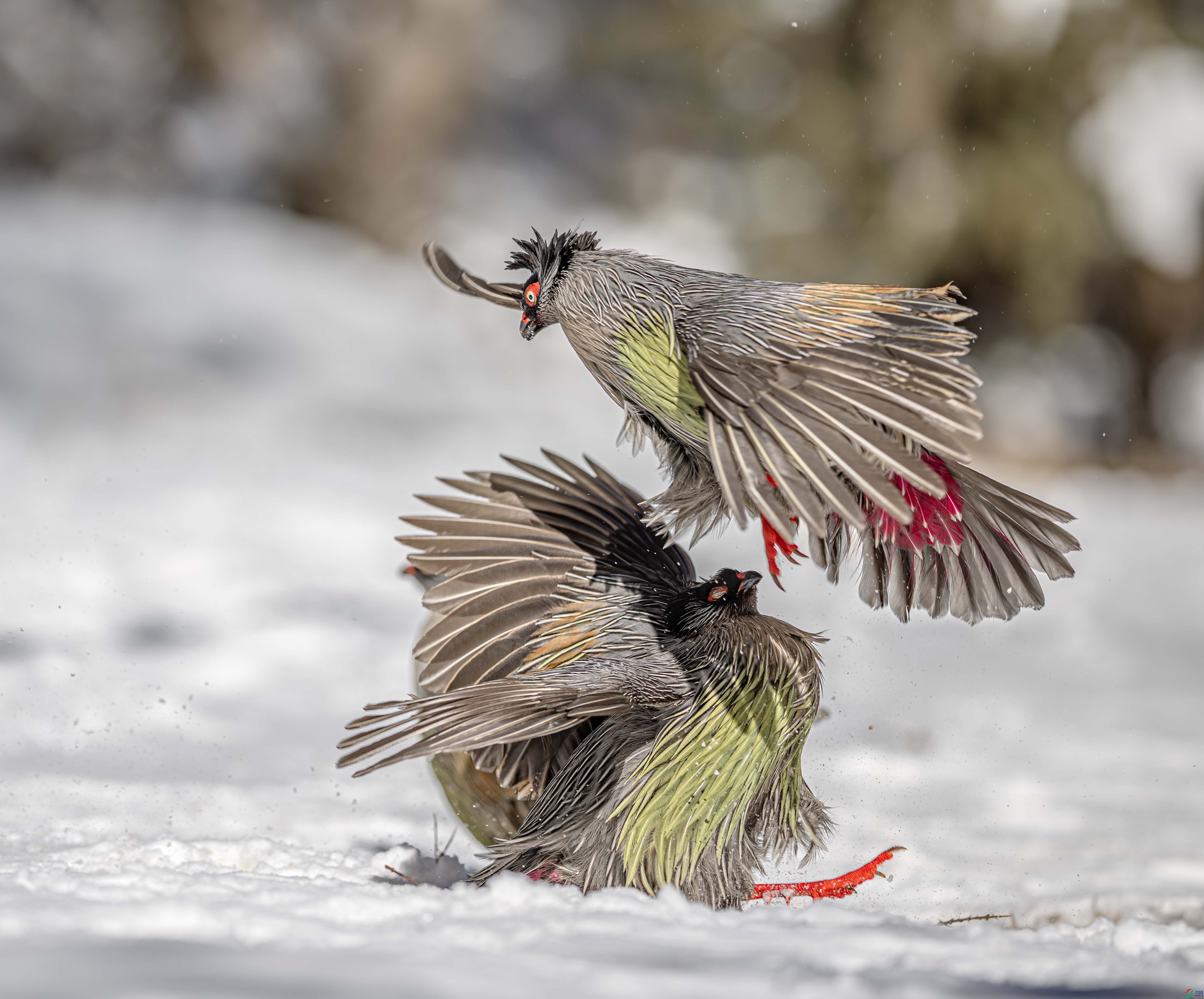 DSC_6486-����ǿ-NR-1 ����.jpg