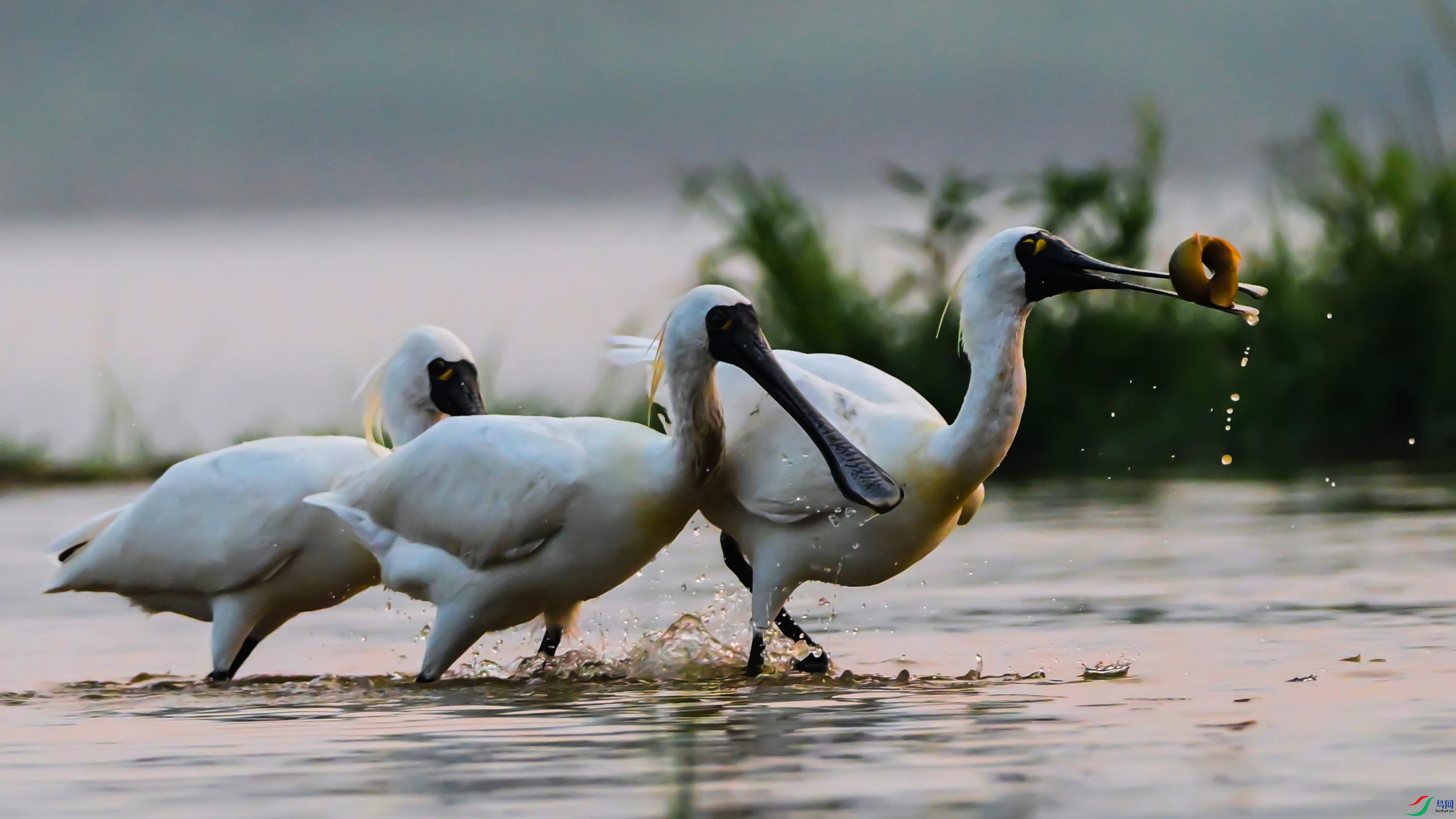 ��ץ����