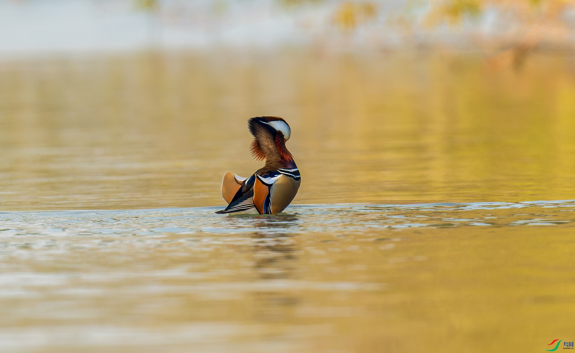 _DSC6921-NEF_DxO_DeepPRIME-1.jpg