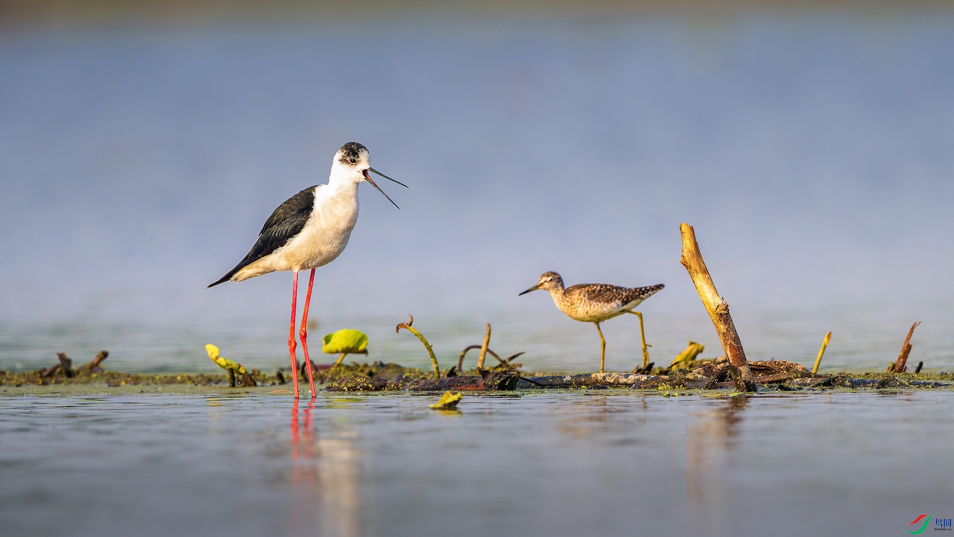 1-8_XXL8633-����ǿ-NR ����.jpeg