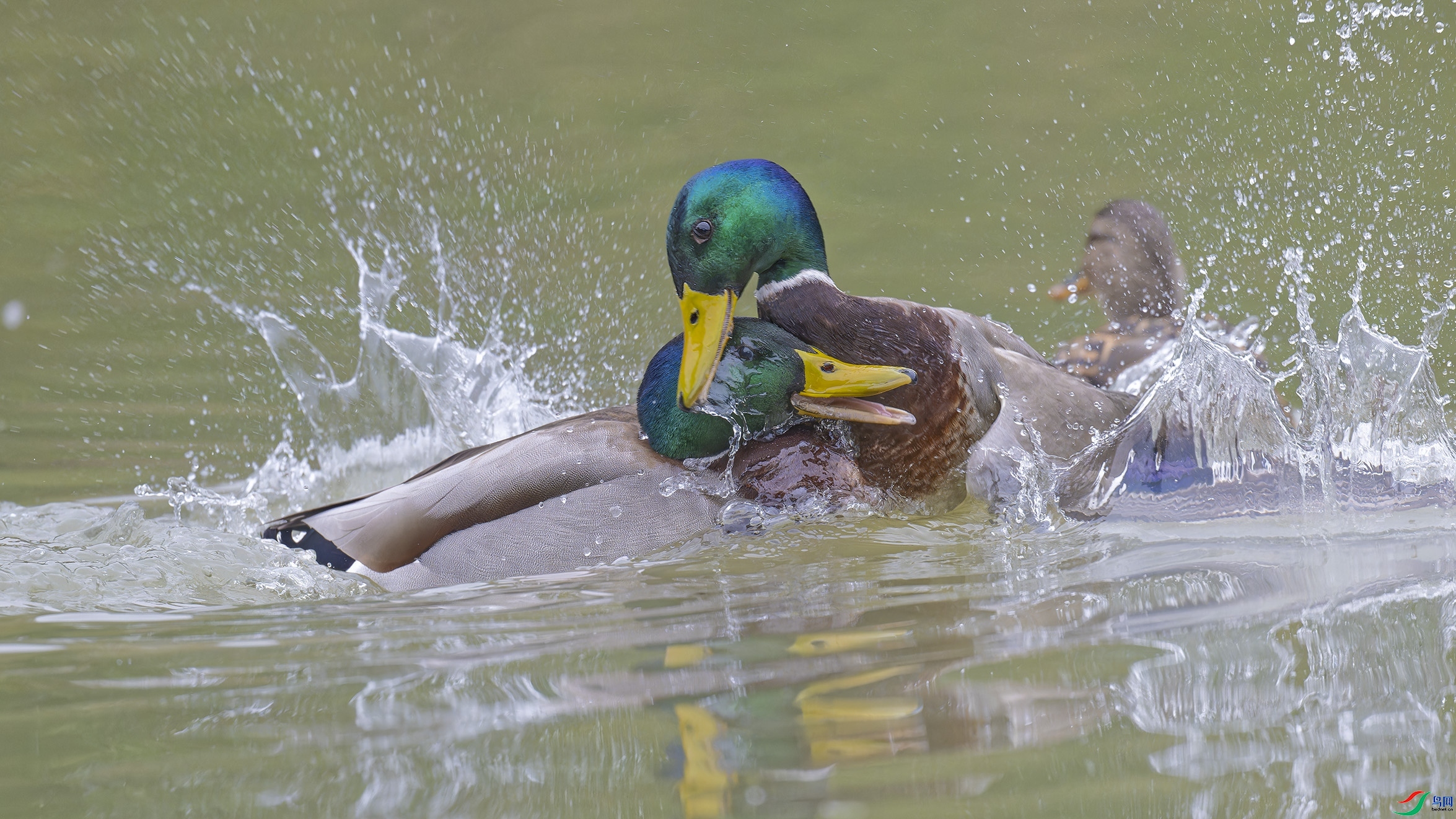 12.15ľ��ˮ����ʦ��Ʒ   ������Ϊǿ ��ף���ٻ���Ӱʦ������.jpg