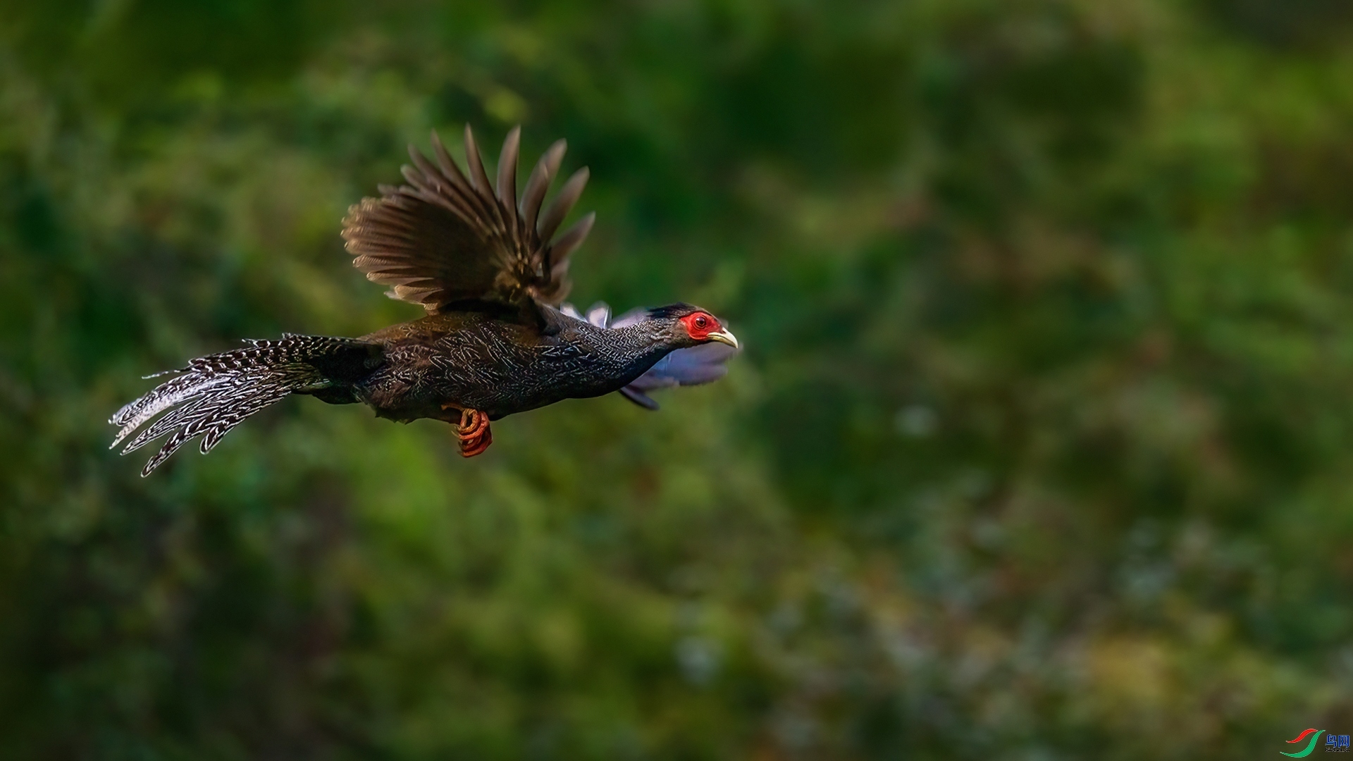 12.21�ƽ�Ҷ��ʦ��Ʒ   ���·ɹ���ף���ٻ����Ѿ�����.jpg