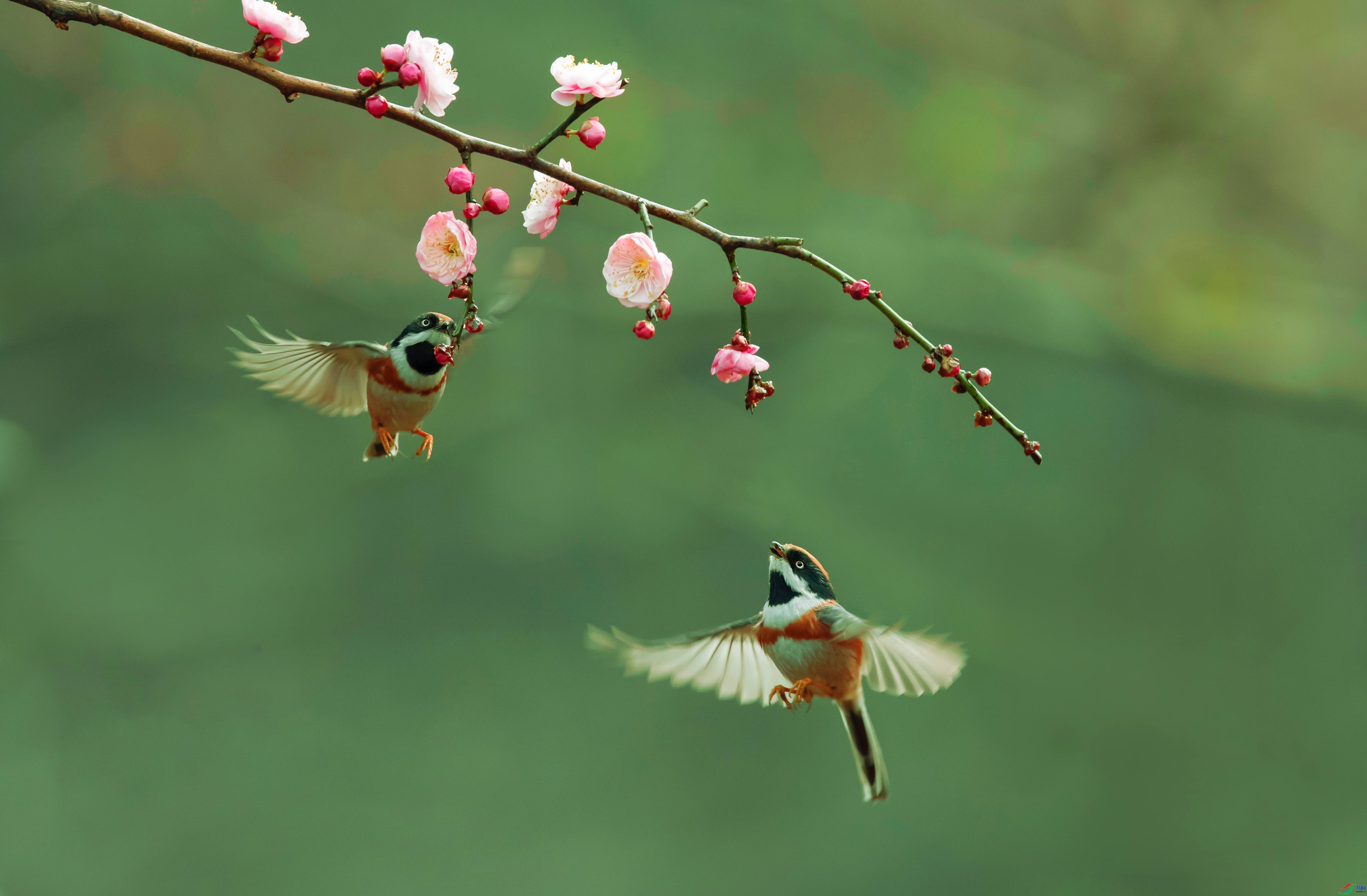 12.21��������ʦ��Ʒ   ����ͼ��ף���ٻ����Ѿ�����.jpg