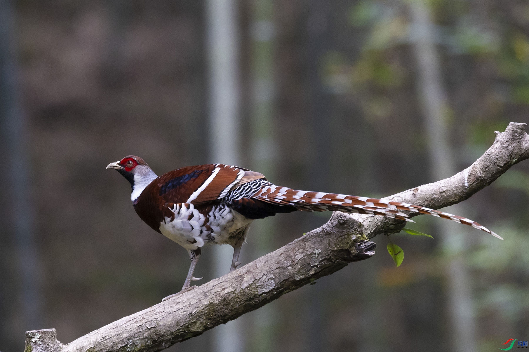 �׾���β��