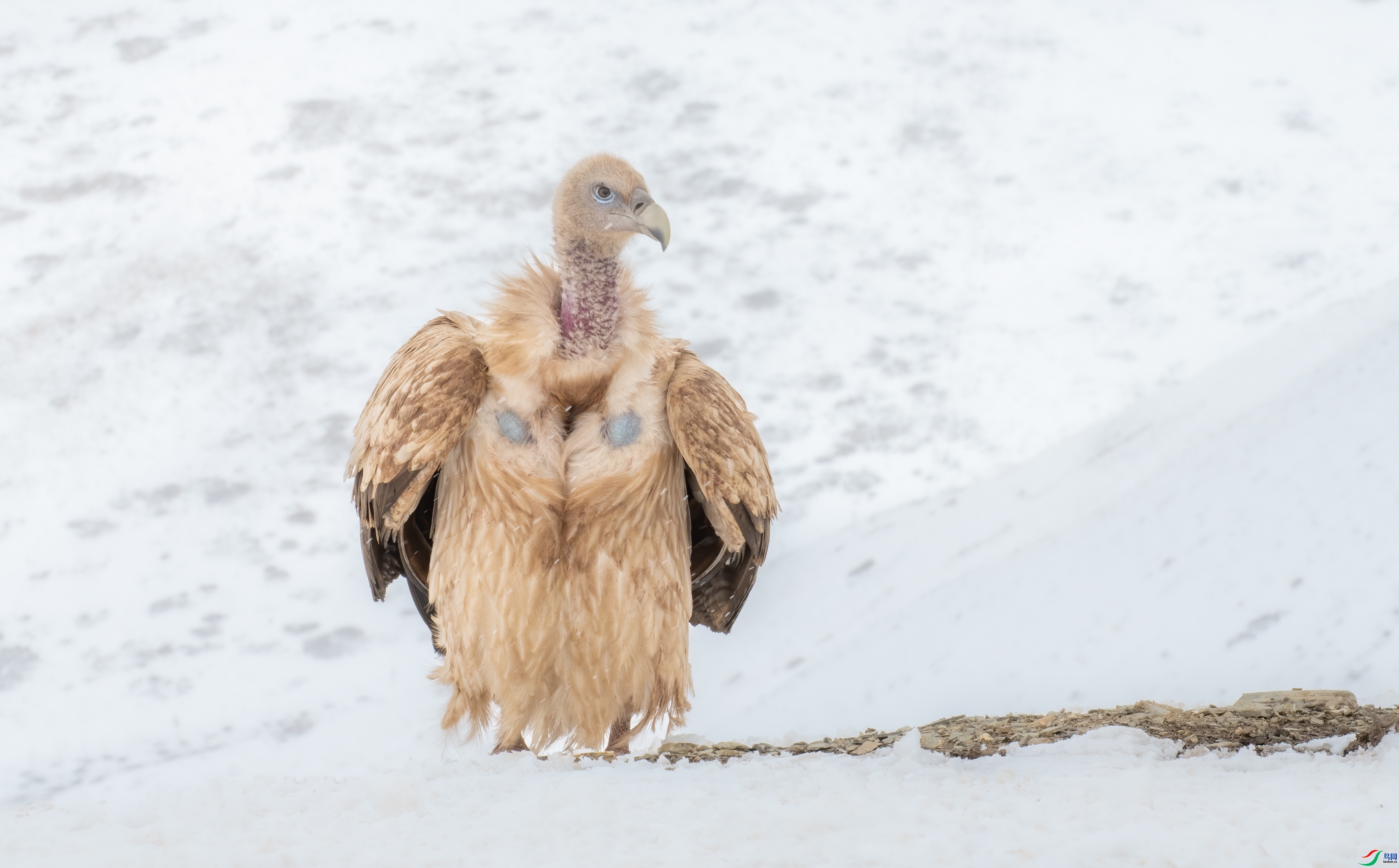 ѩ������  ���� ��Ͽ֮�� ��һ.jpg