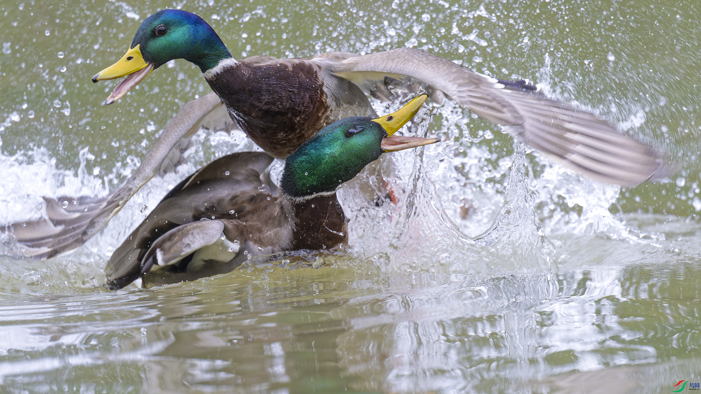 DSC_9235_DxO.jpg