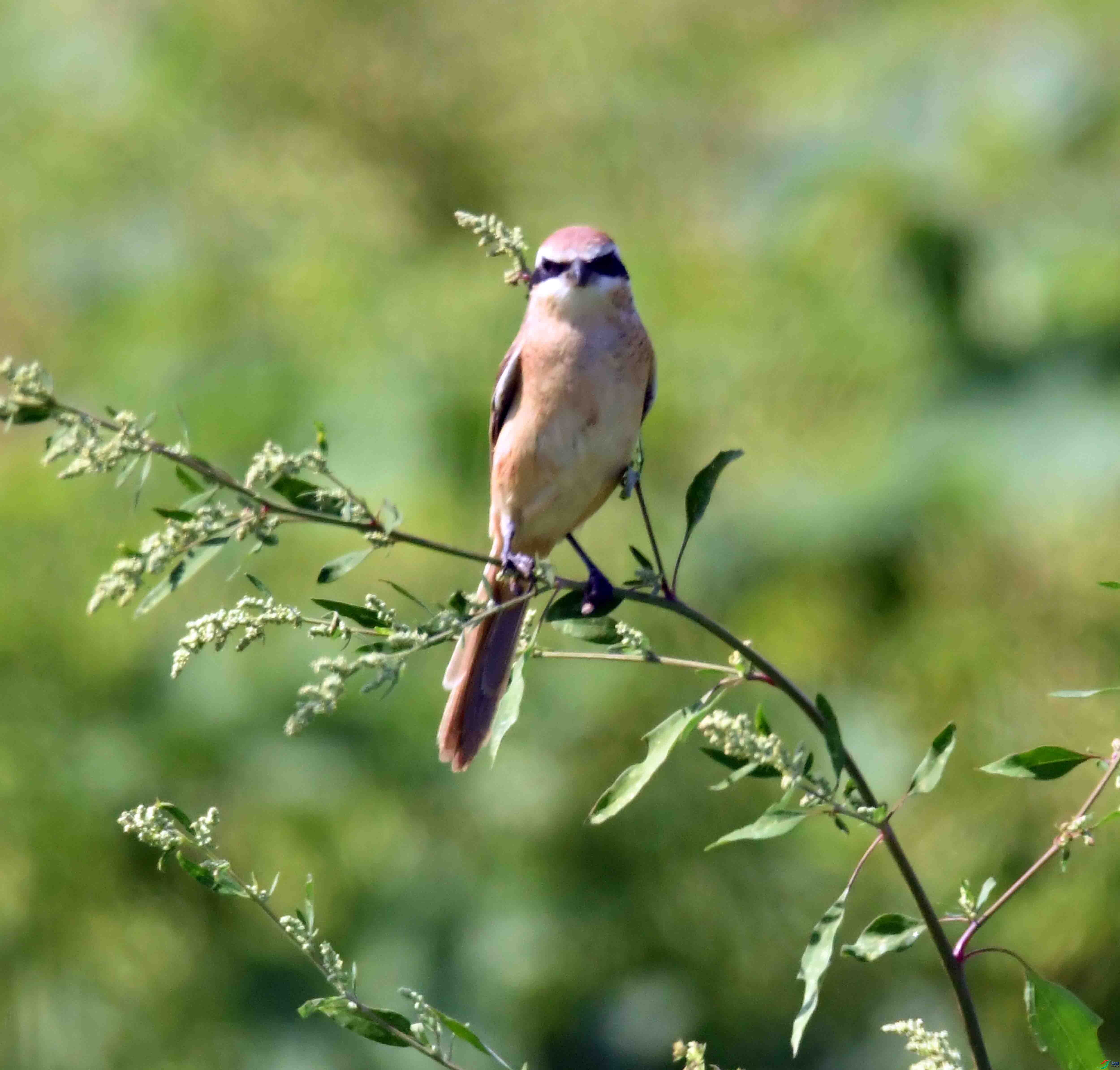 DSC_9522.JPG