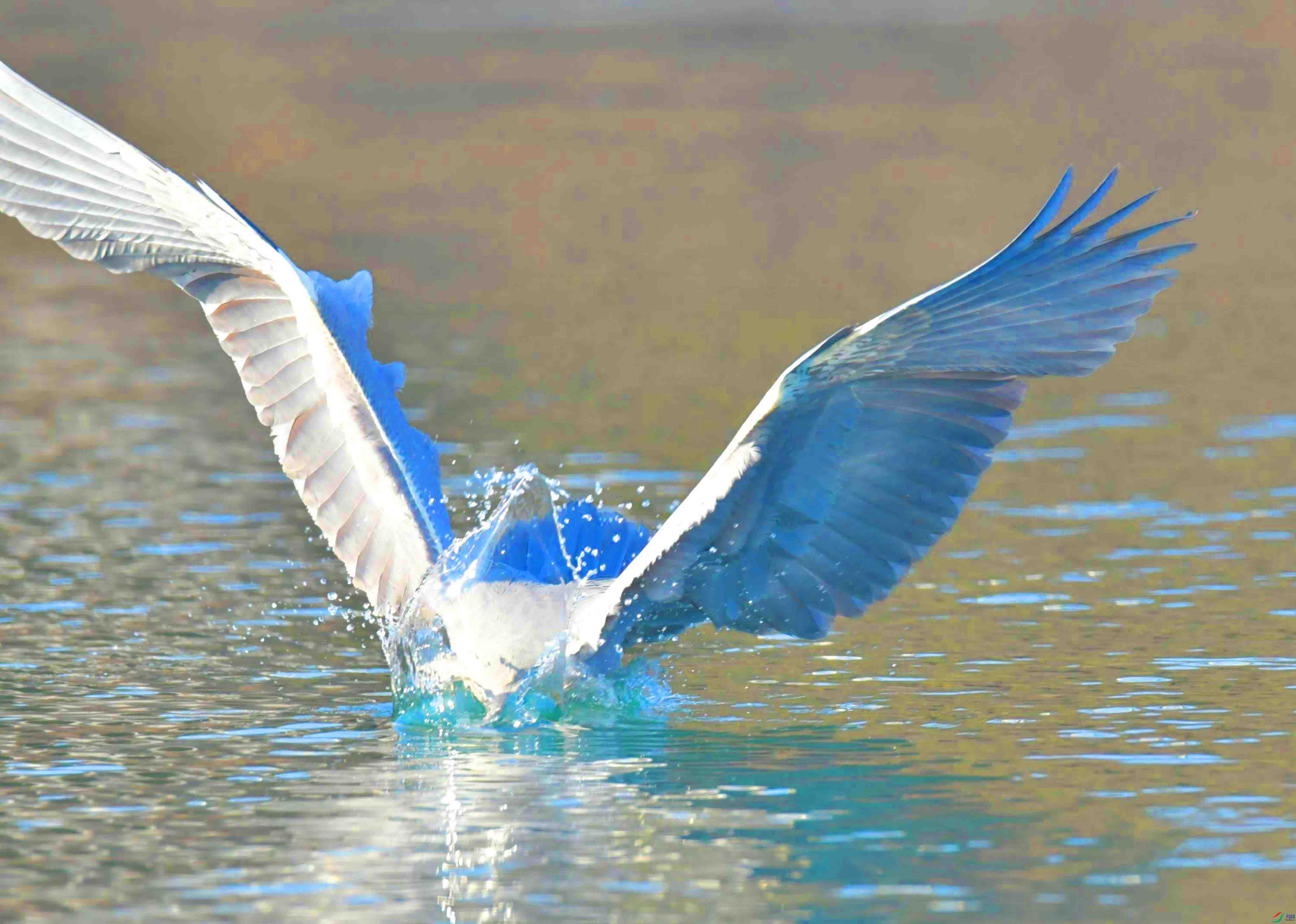 DSC_2126.JPG