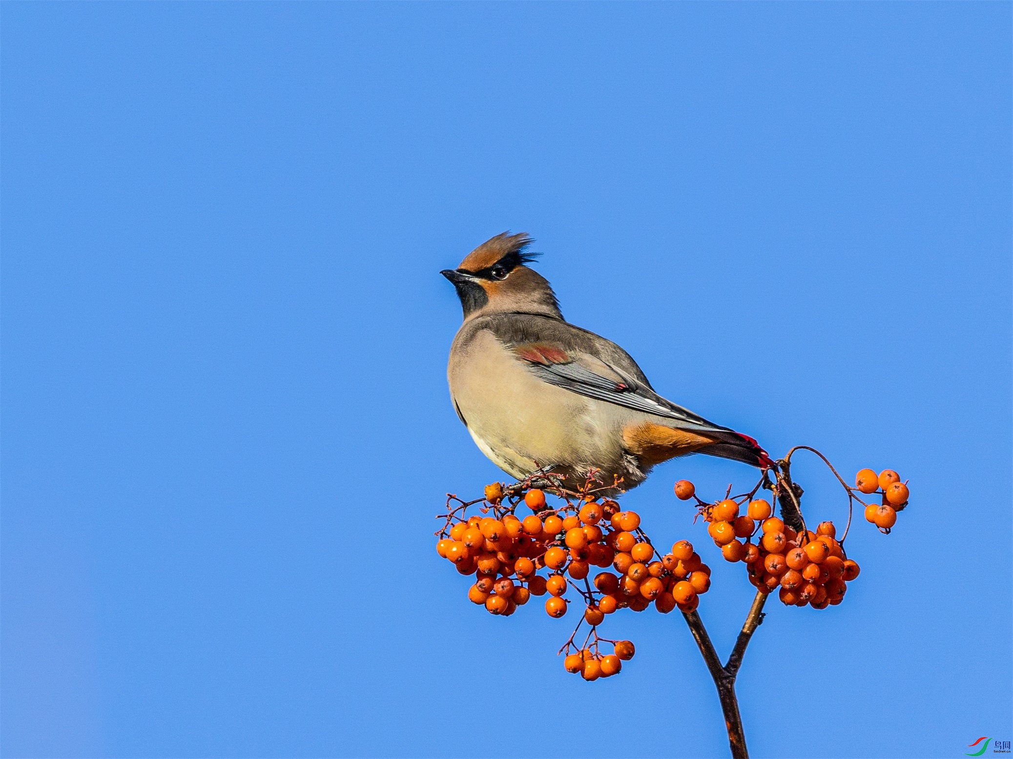 1K3A3066 ����1.jpg