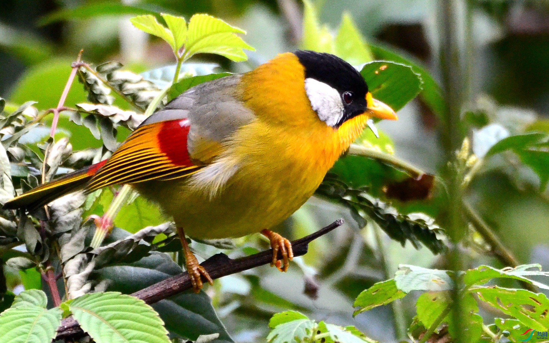 DSC_7484.JPG