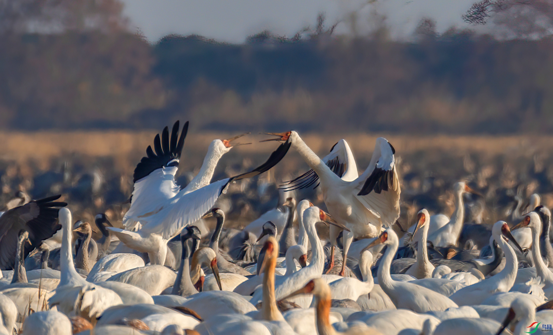 _60A0238 ����-Sh----1 .jpg