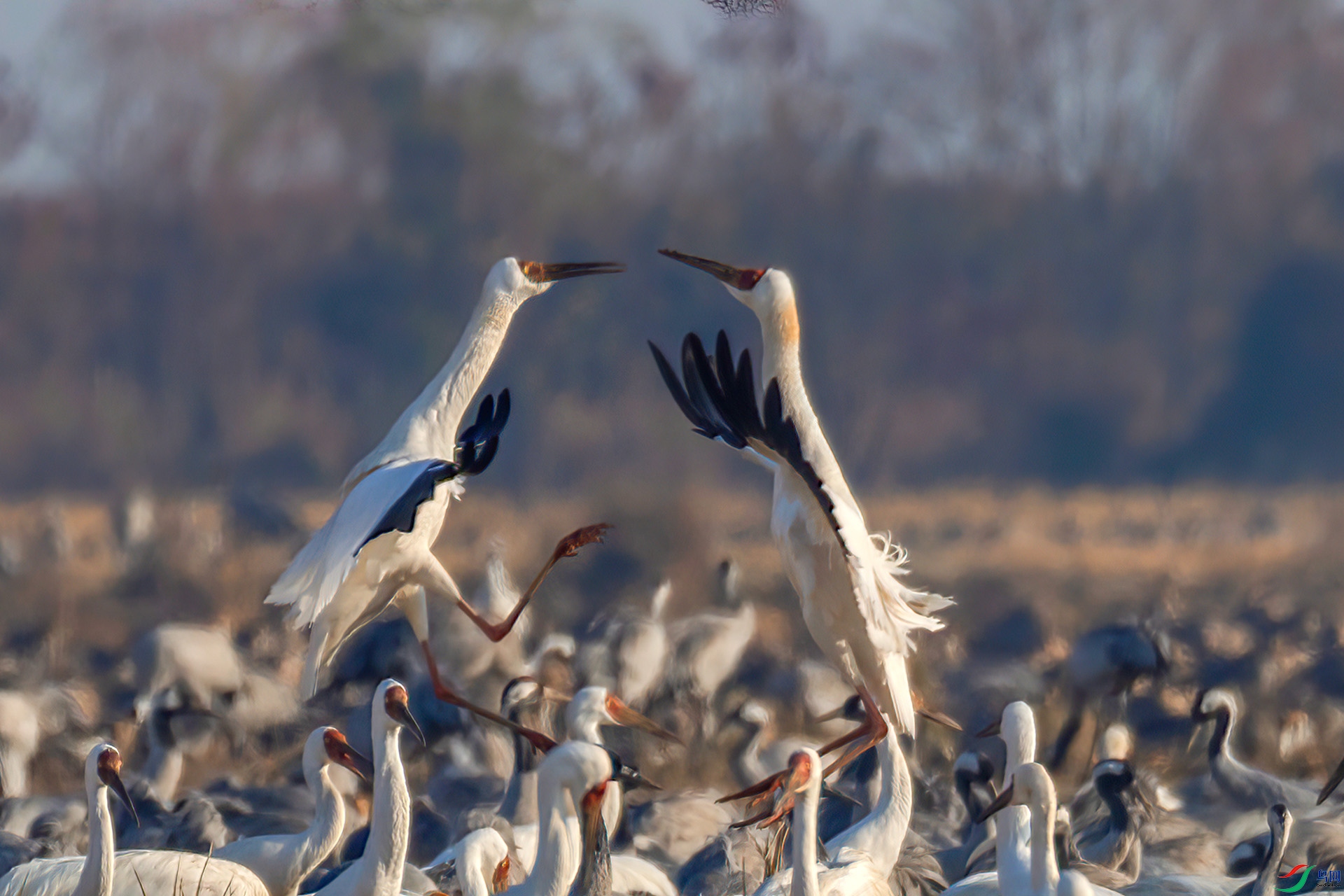 _60A0368 ����-Sh---1 .jpg