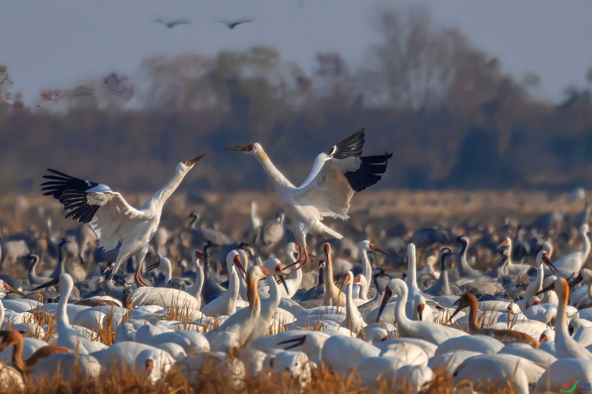 _60A0436 ����-Sha---1 .jpg