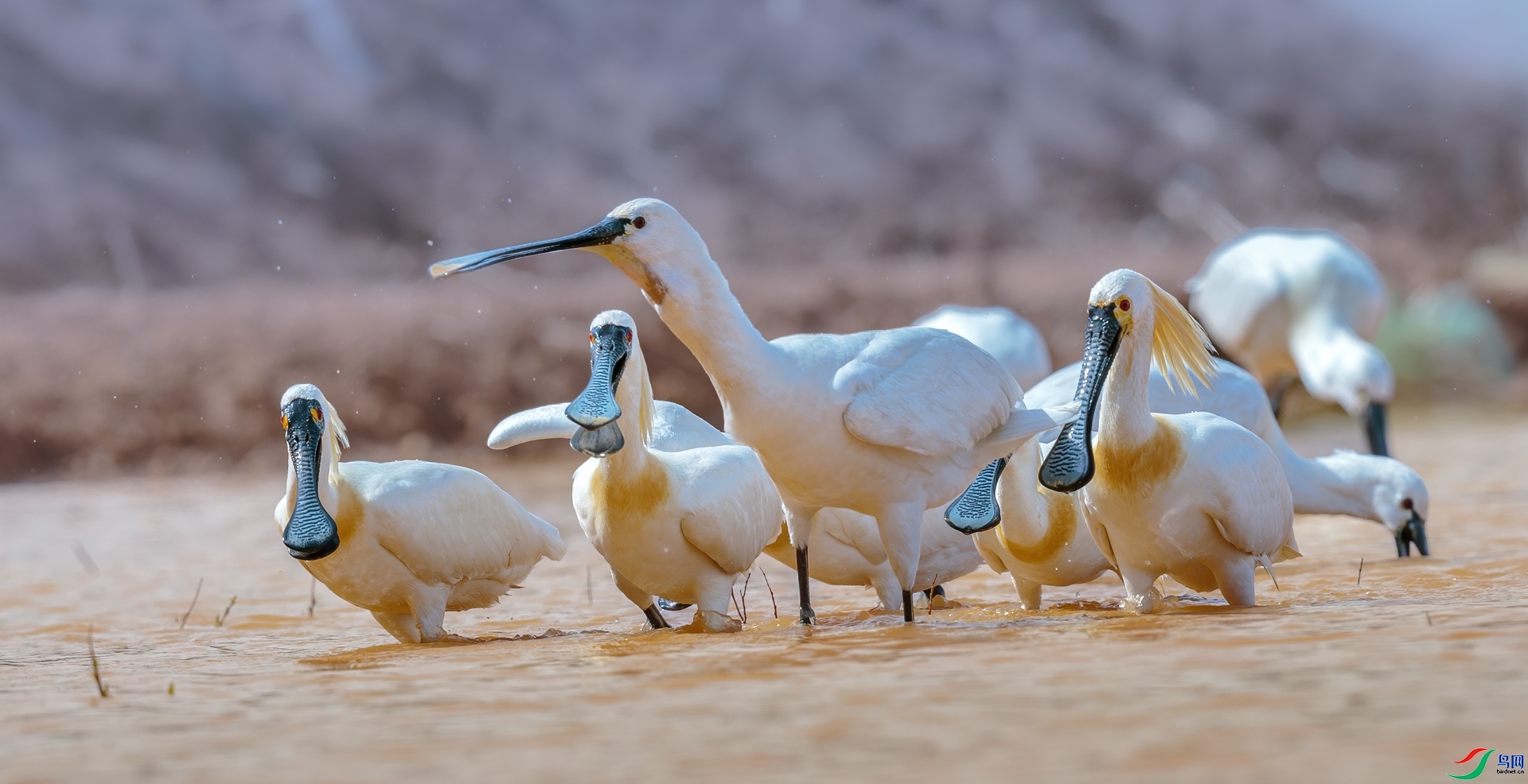 һ����  ���� ��ͥ�Ų�YES ����.jpg