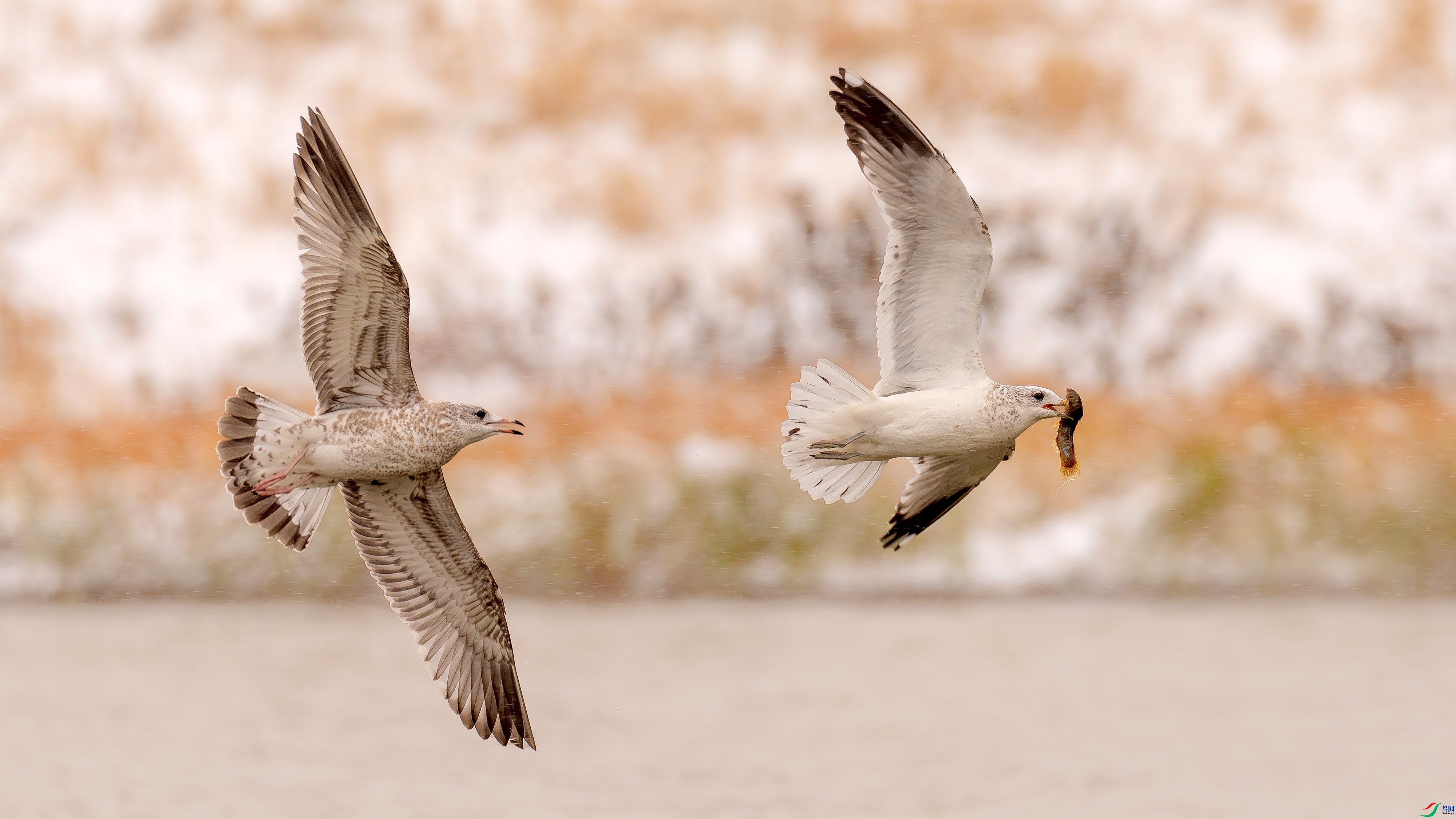 ѩ�д��  ���� ������ ����.jpg