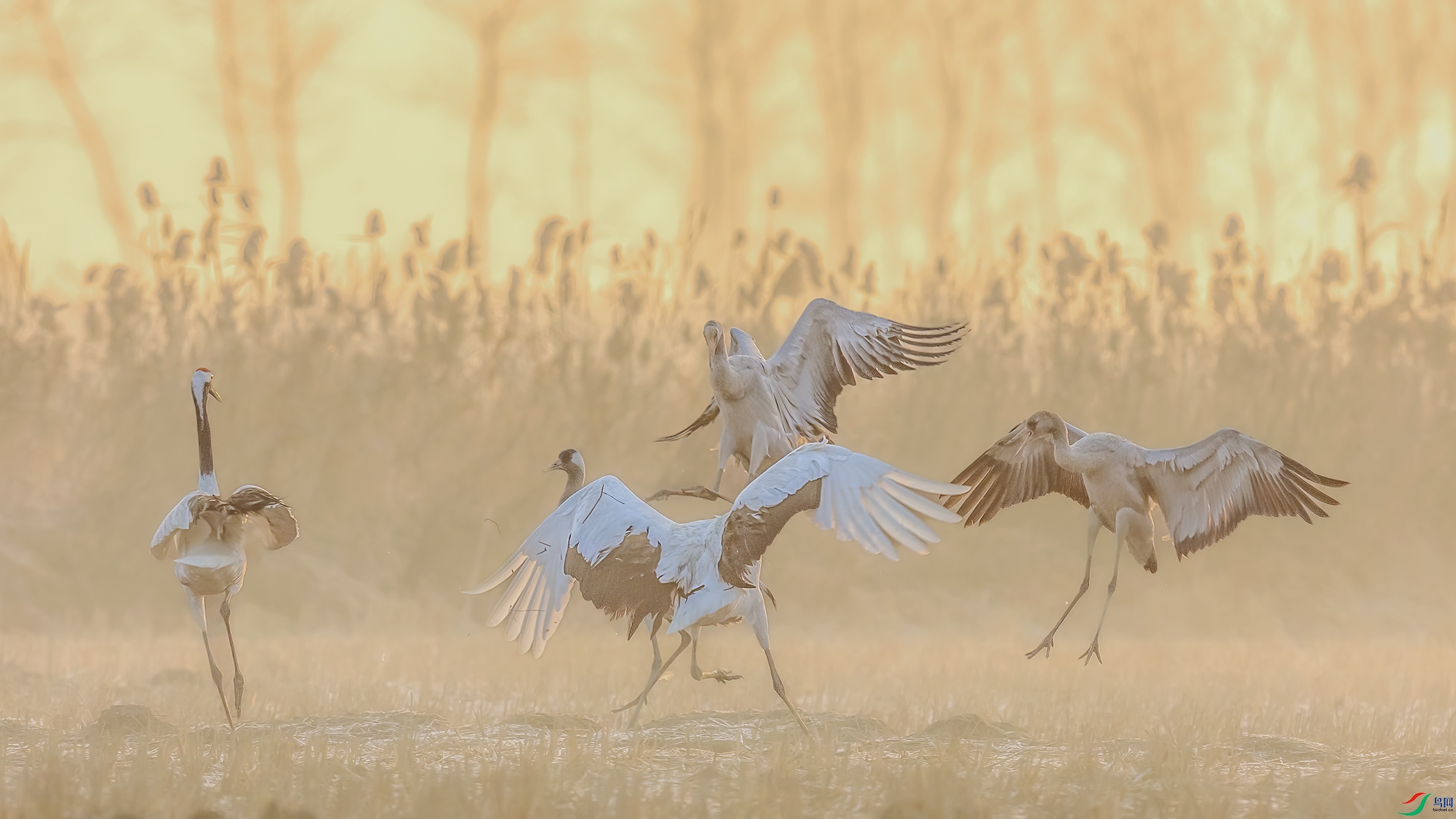 C09R2470 ����.jpg