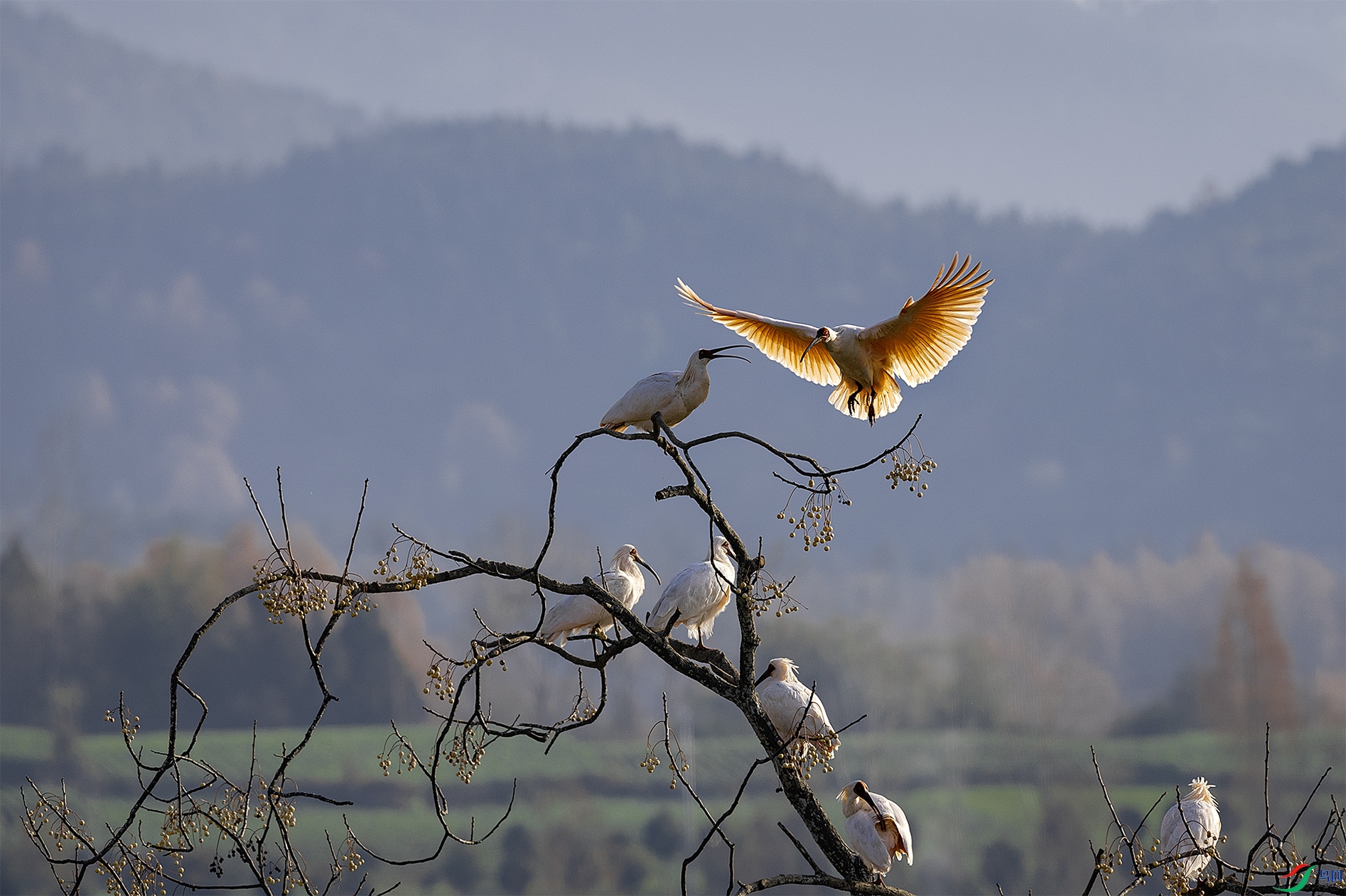 _31A6871 ����.jpg