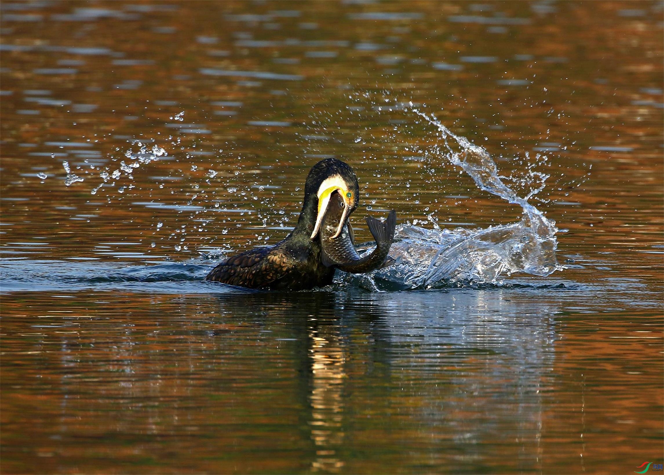 A33A7941 - ����.JPG