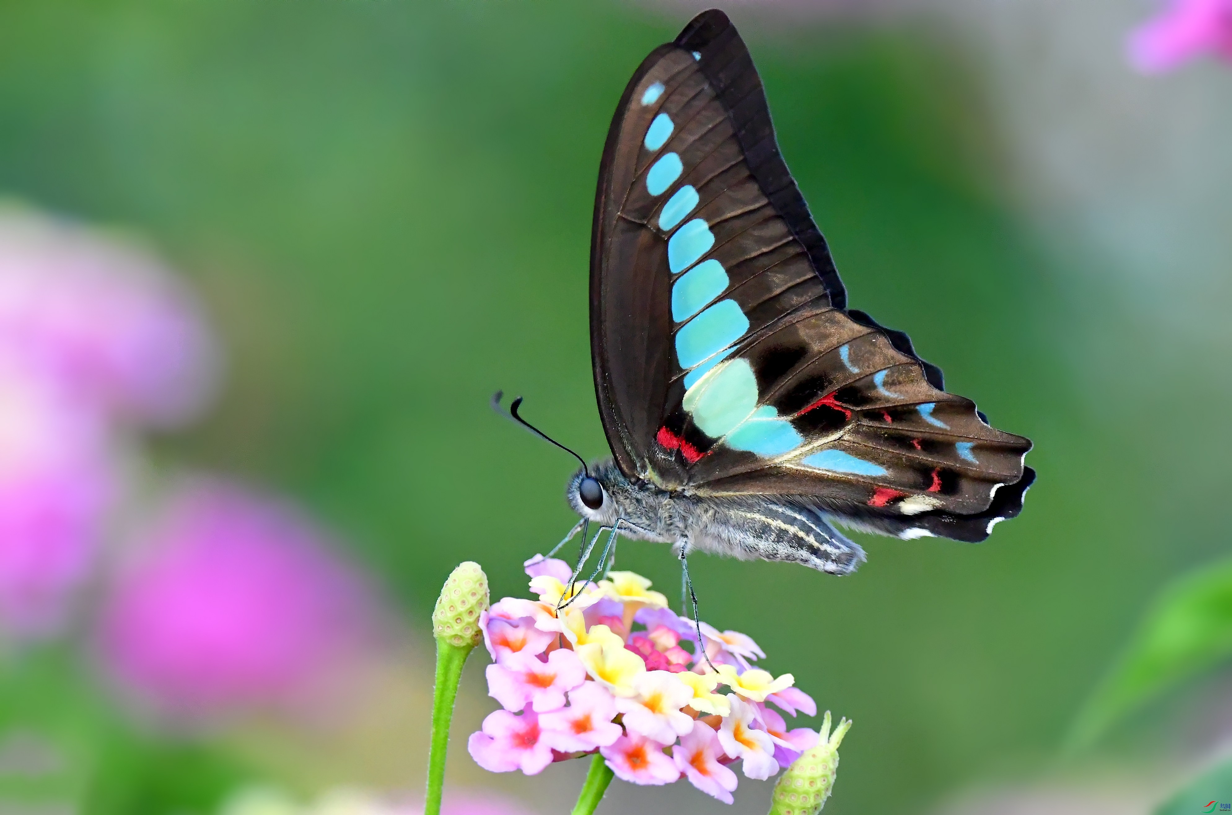 DSC_5129_conew3.jpg
