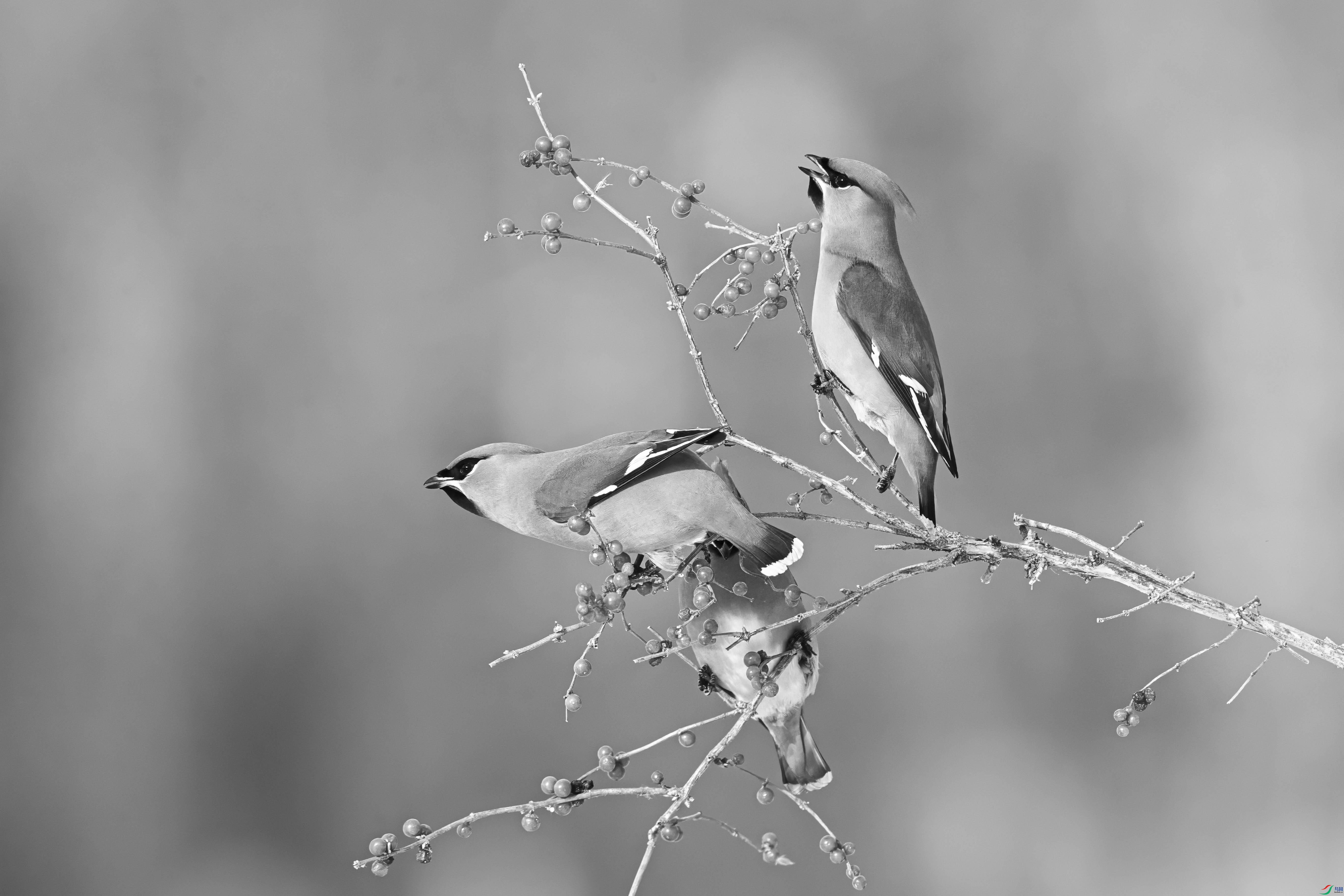 WGX_8234.JPG