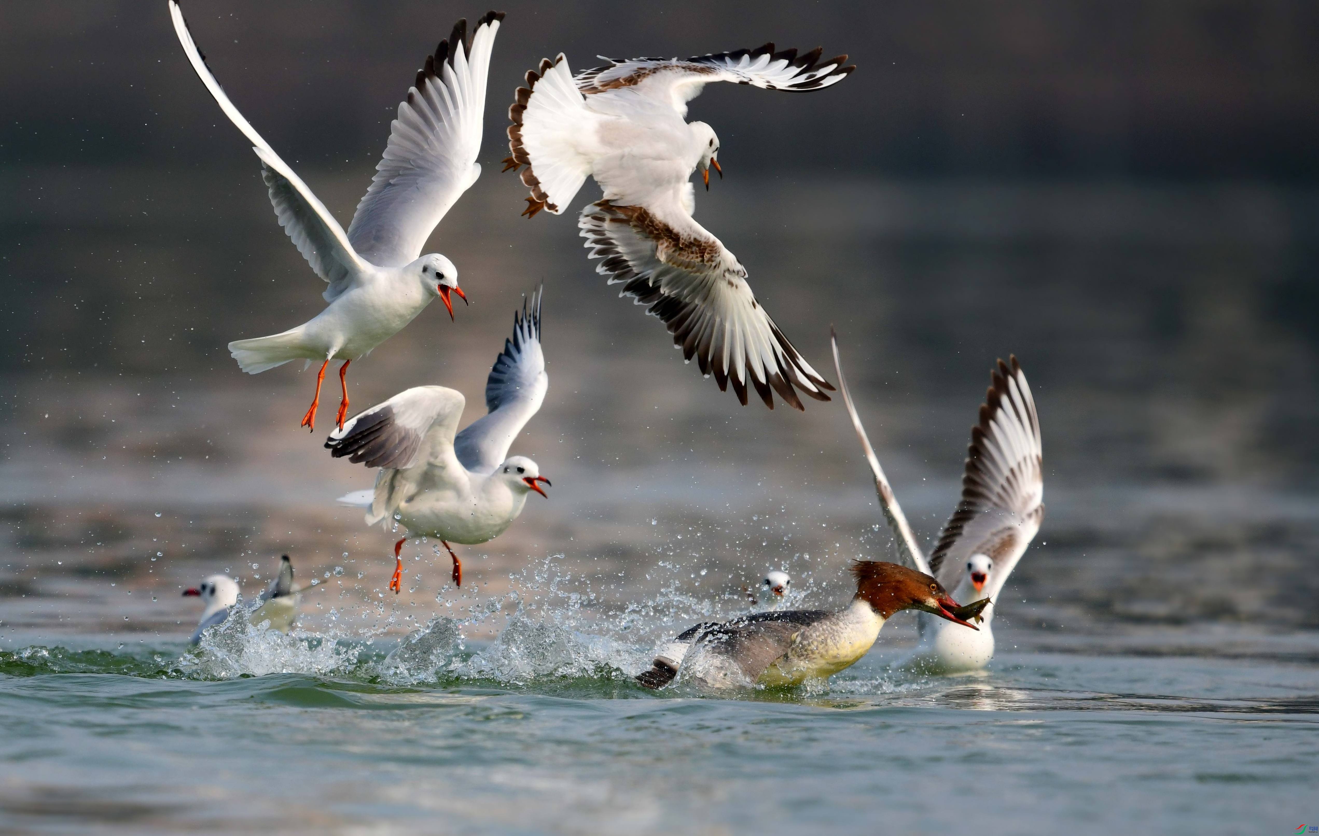 DSC_5509_conew3.jpg