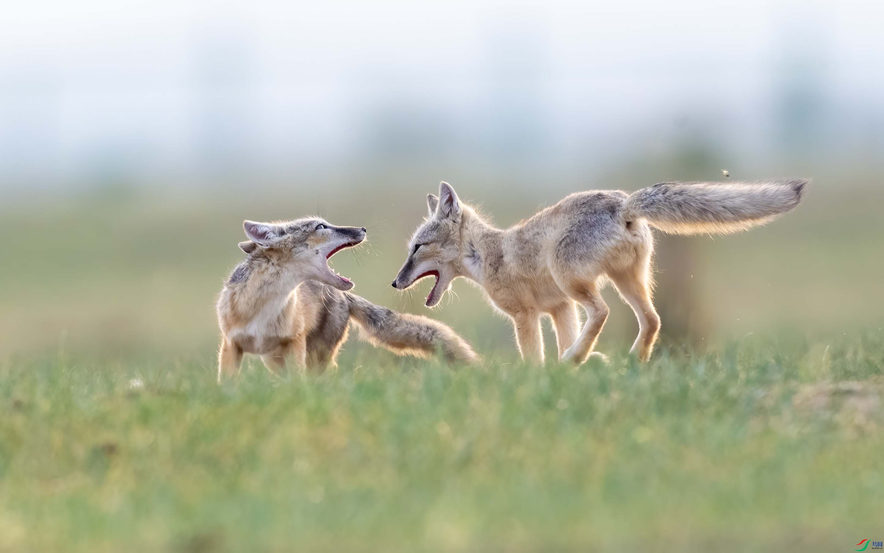 DSC_8781 ����.jpg