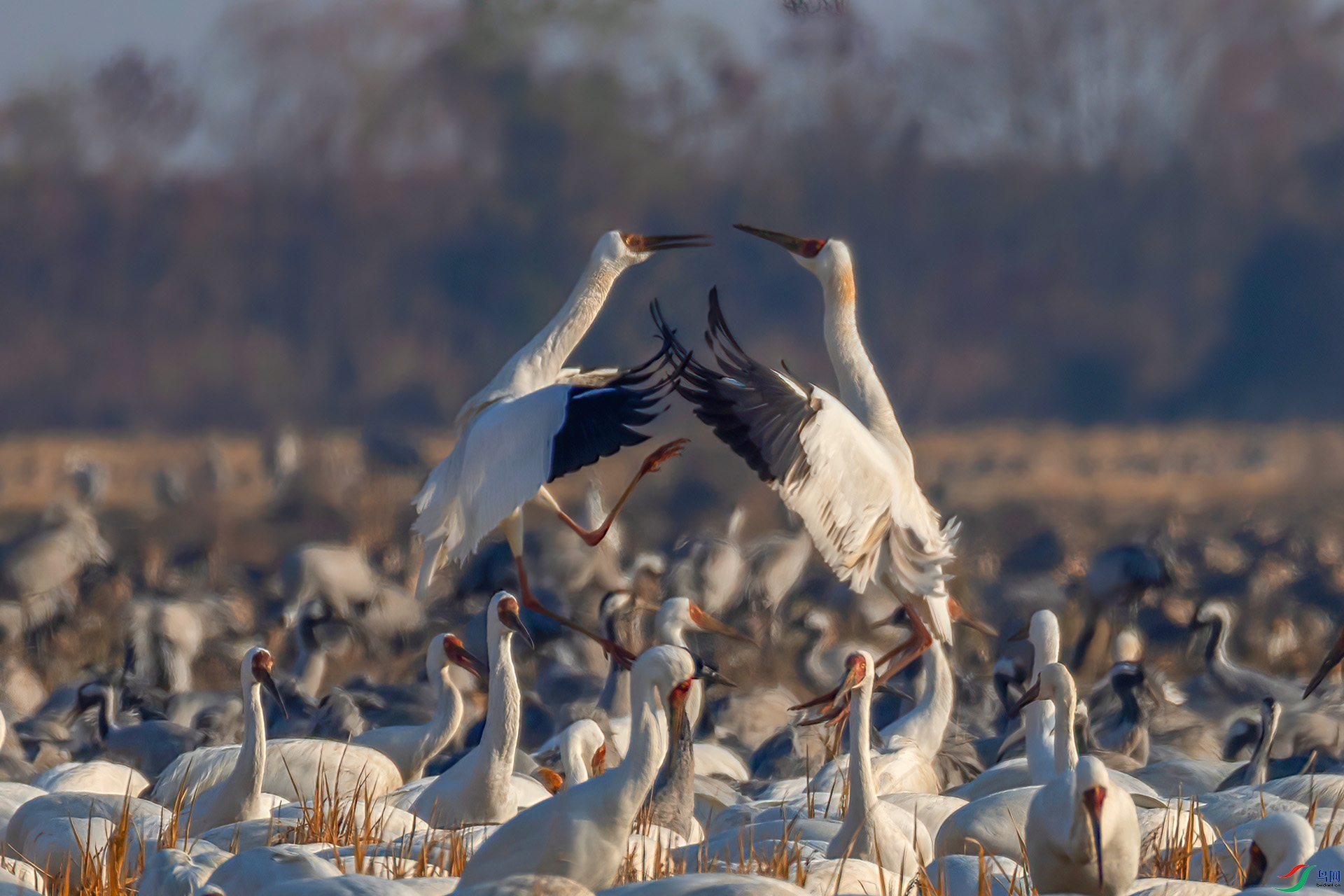 _60A0369 ����-Sha----1 .jpg