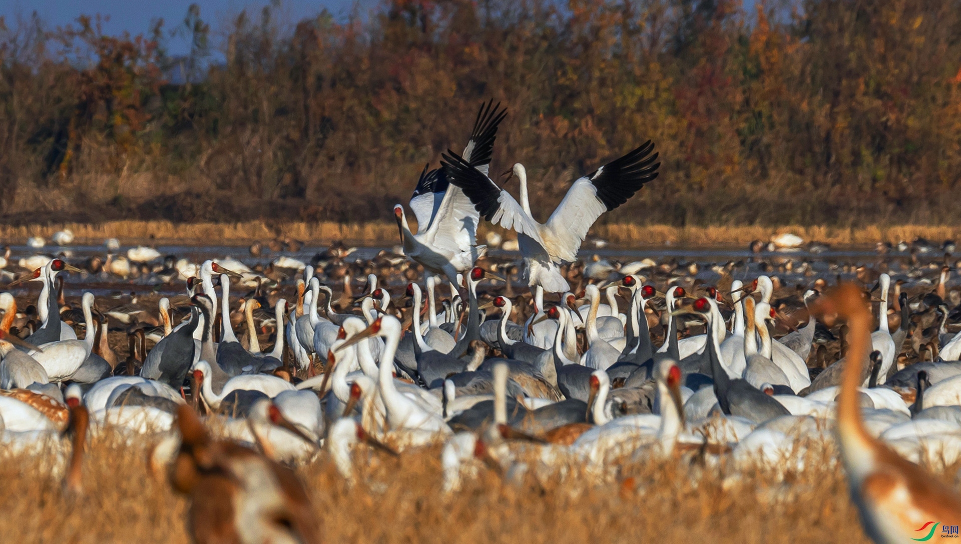 _60A5108 ����----1 ����----1 .jpg