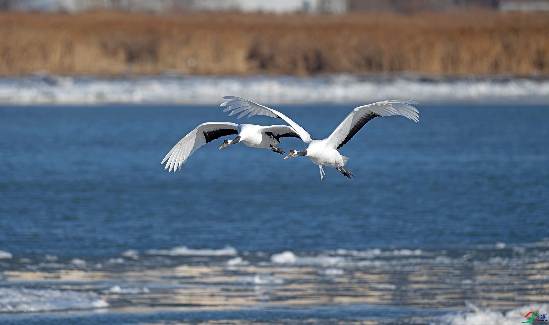 DSC_6066d2.jpg