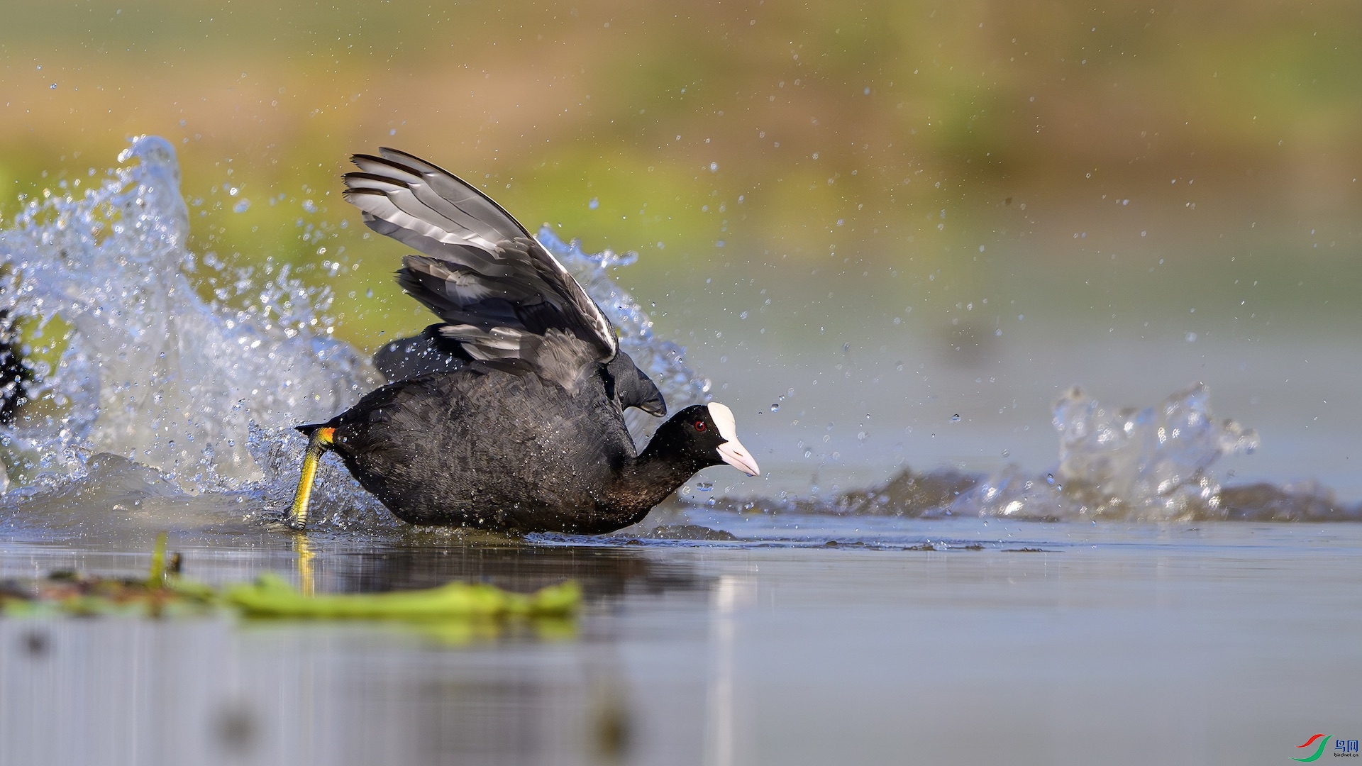 1_XXL1421-����ǿ-NR ����.jpeg