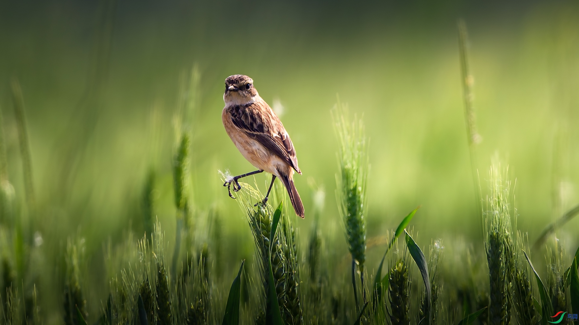 1_XXL9529-����ǿ-NR ����.jpeg