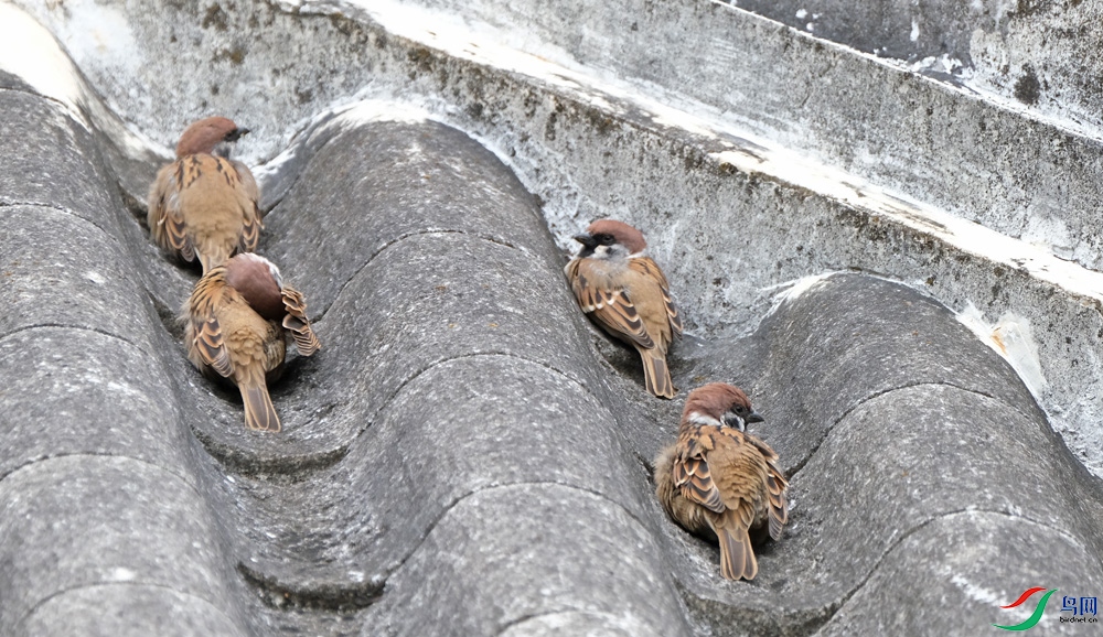 DSCF7511.1.jpg