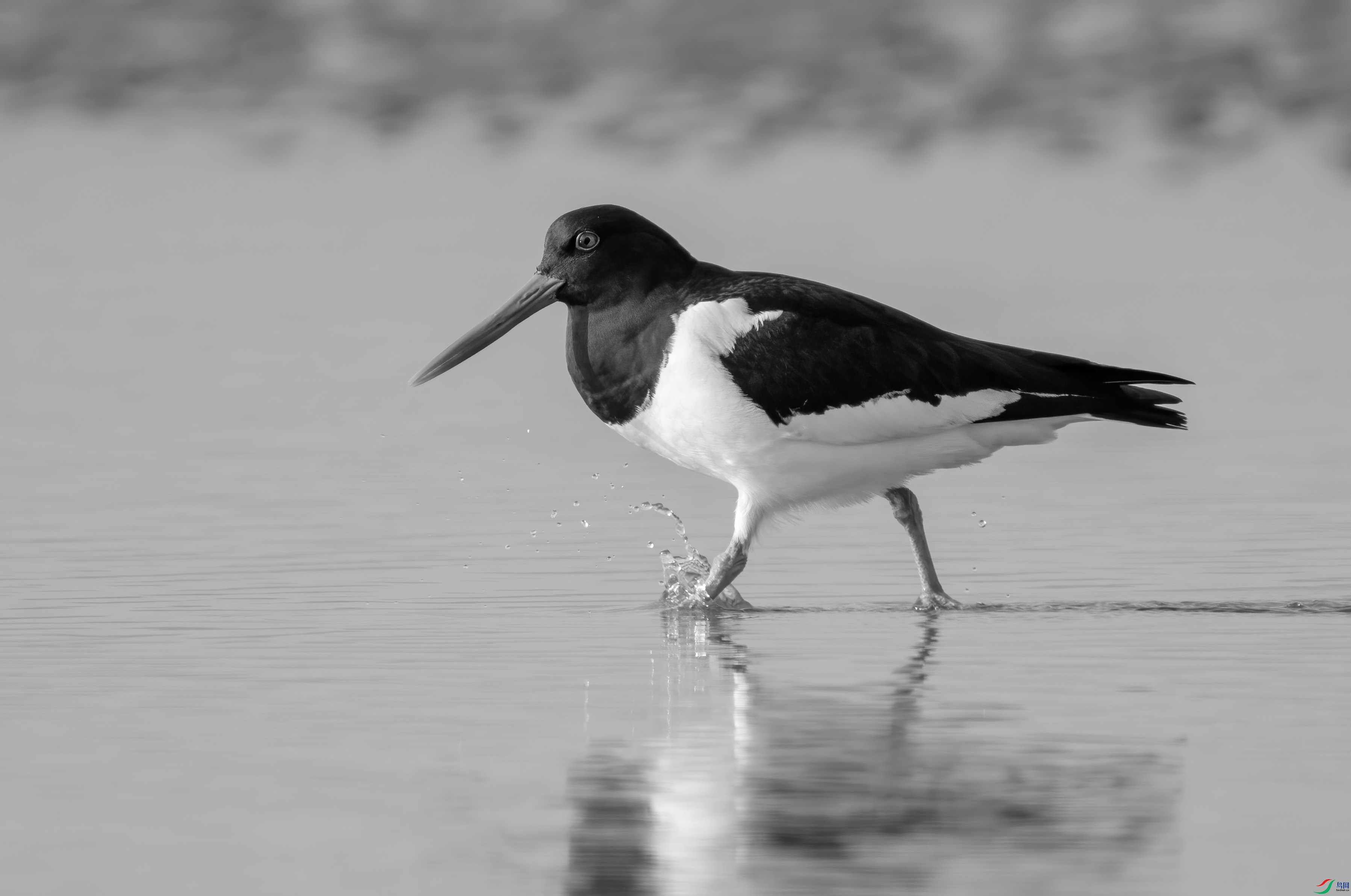 DSC00762 ����.jpg