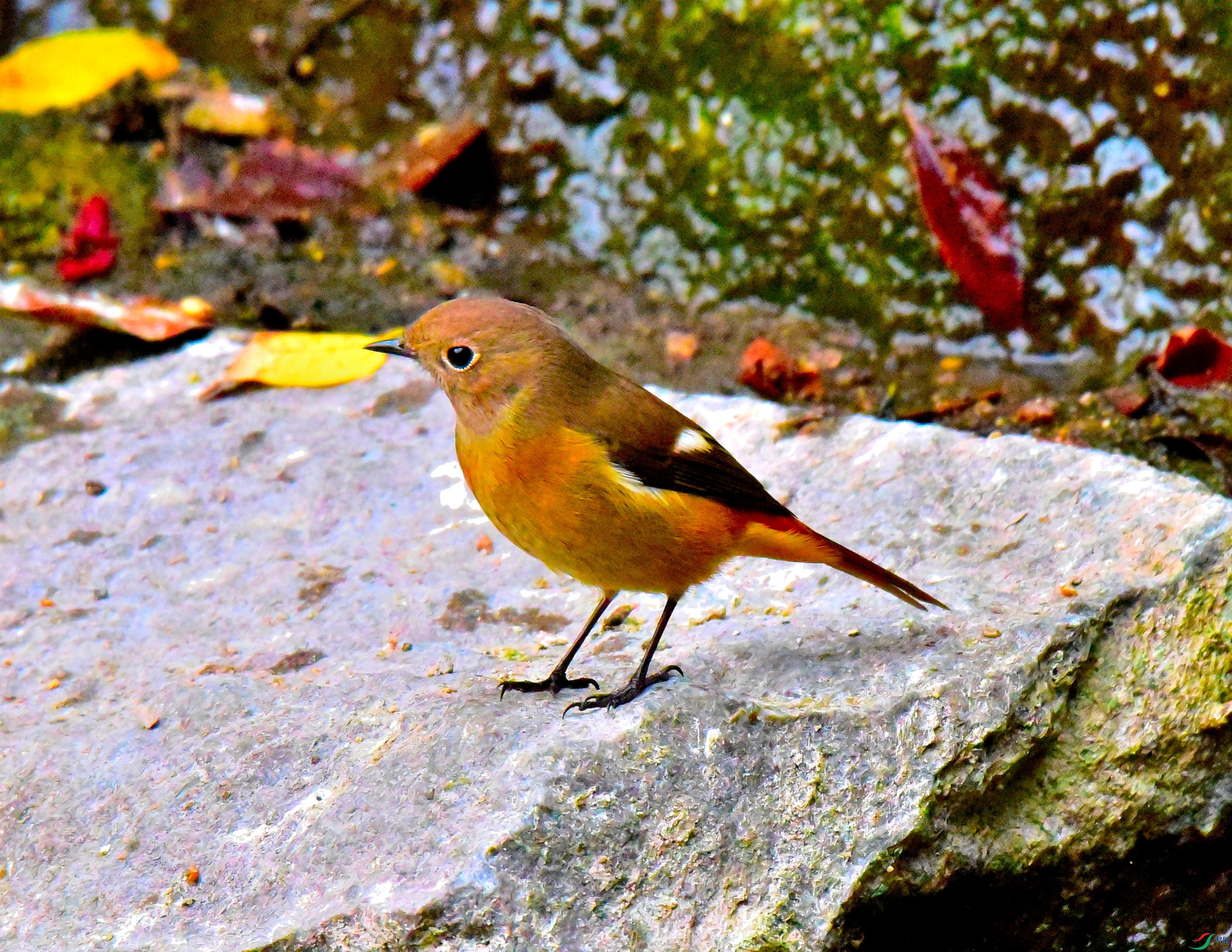 DSC_5089.JPG