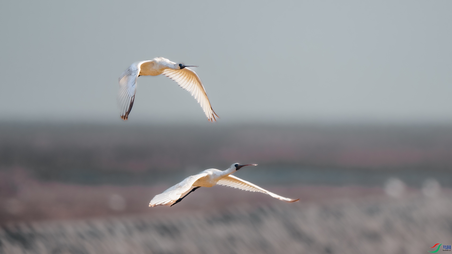 DSC_0617.jpg