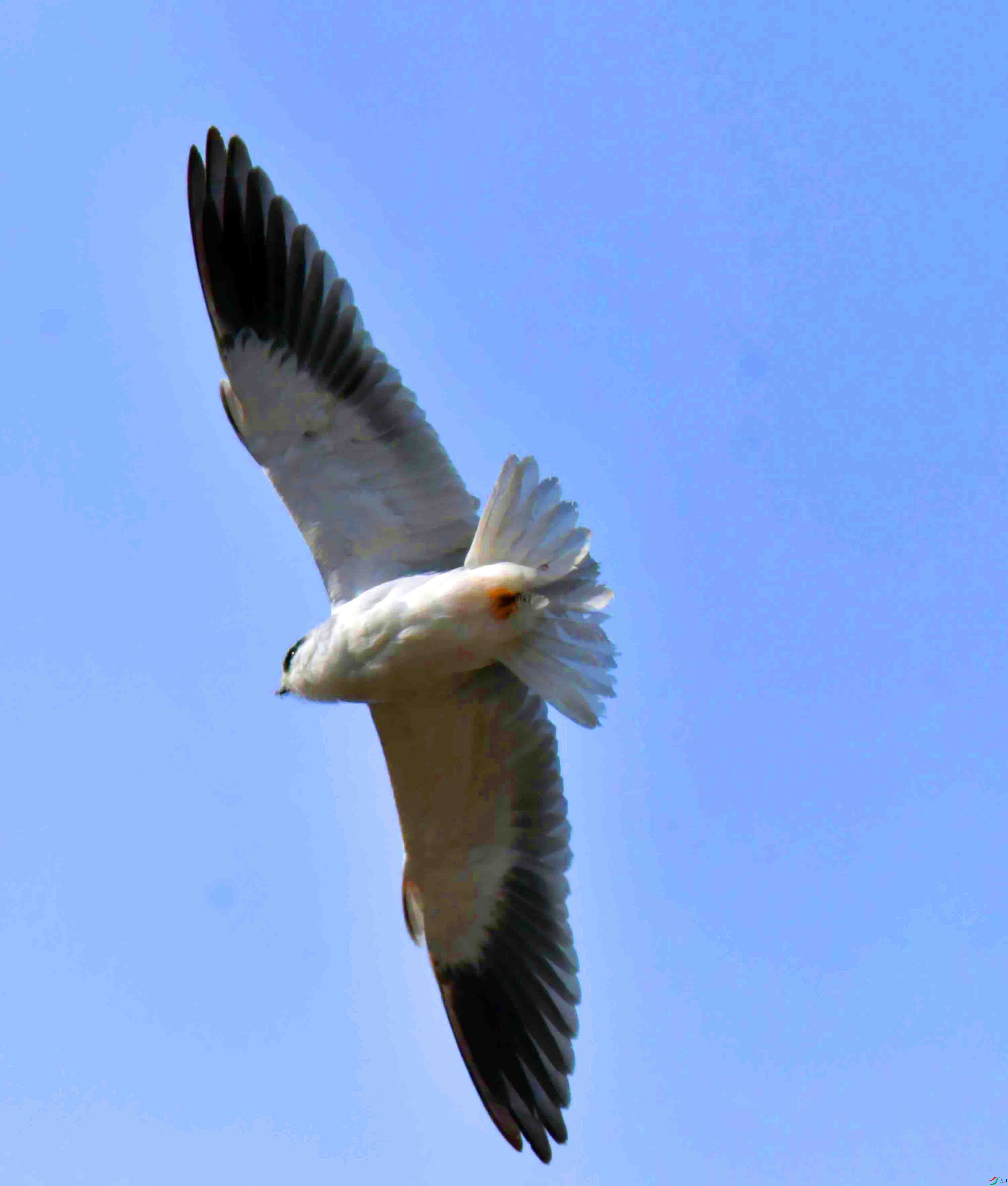 DSC_4587.JPG