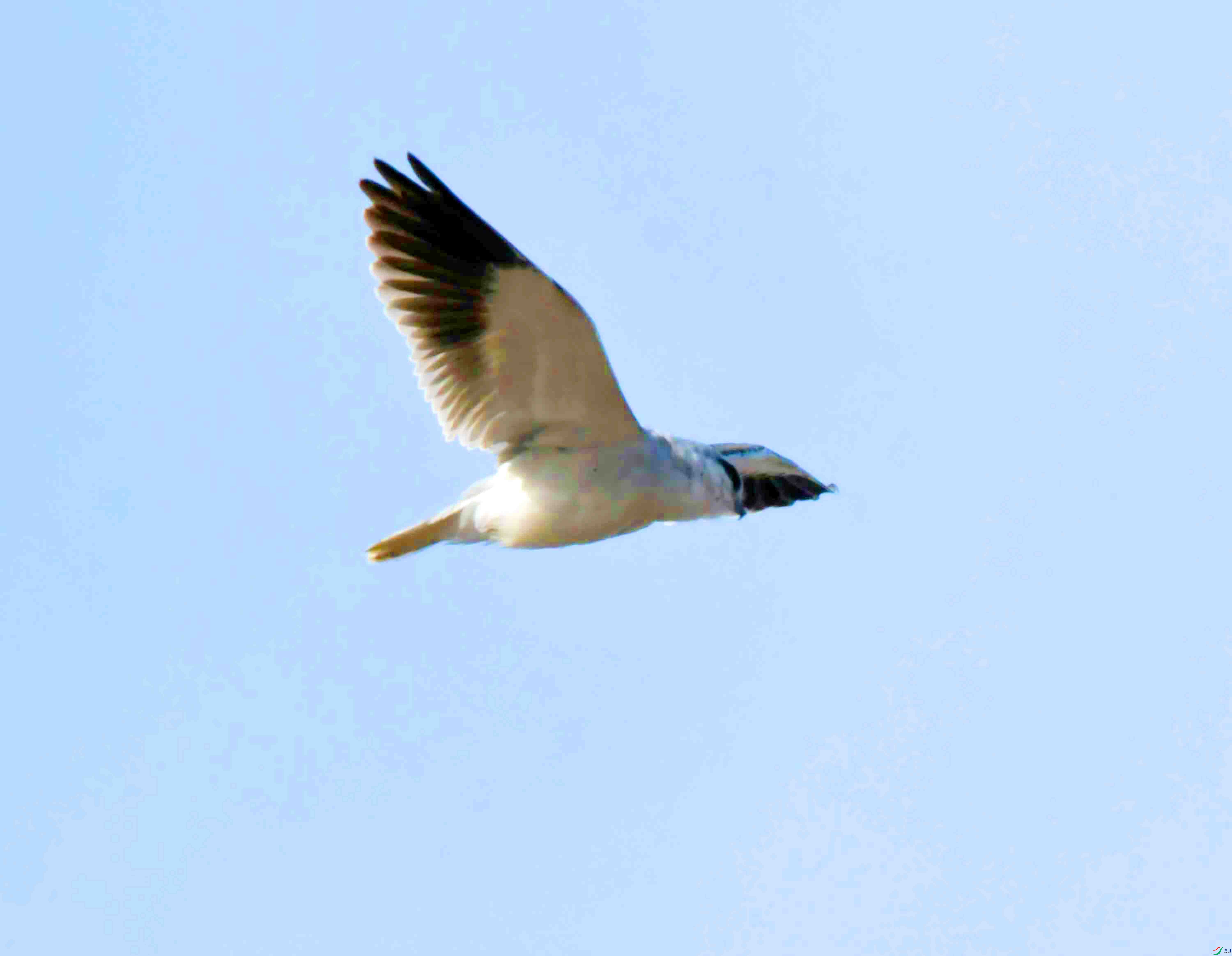 DSC_4592.JPG