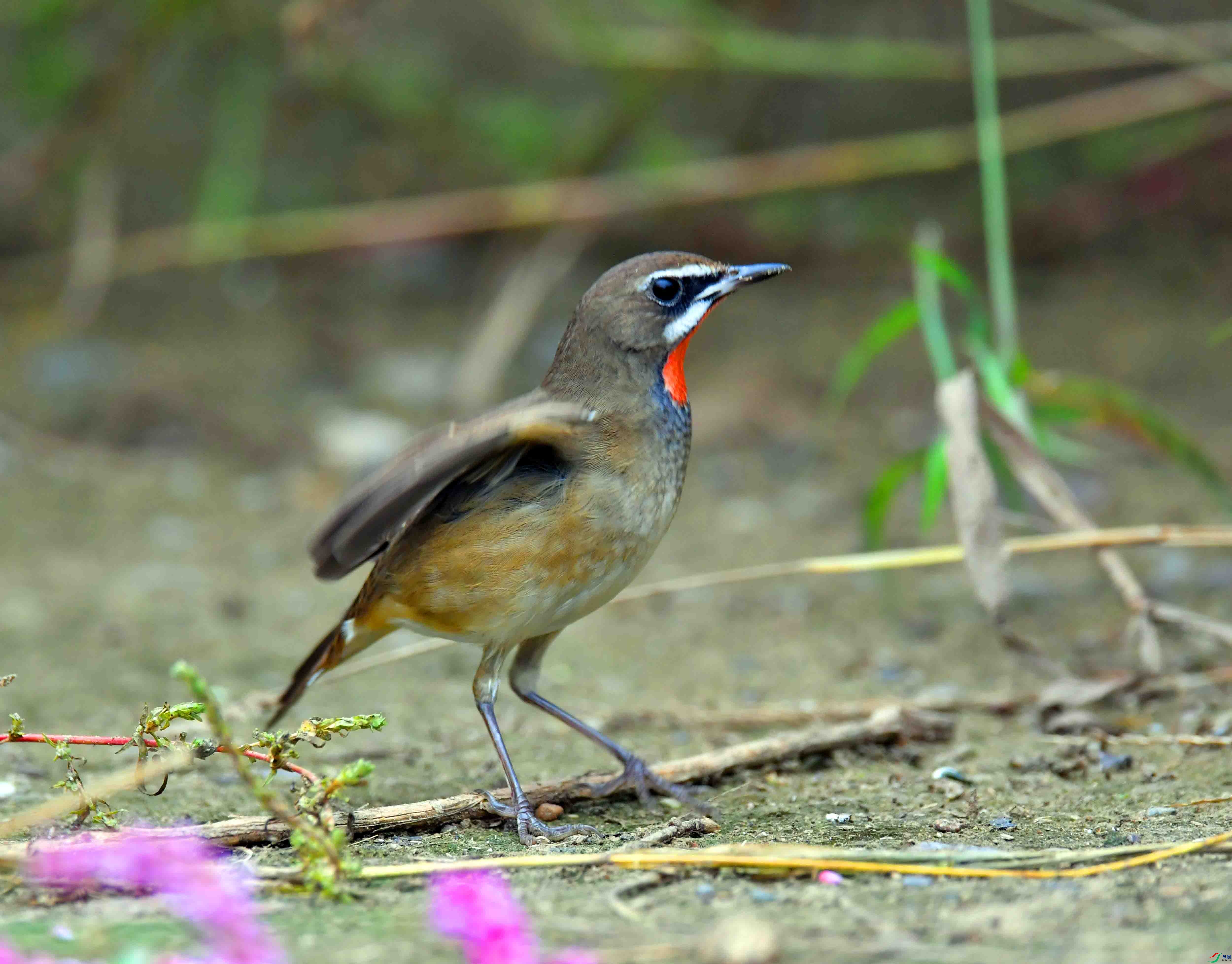 DSC_3024.JPG