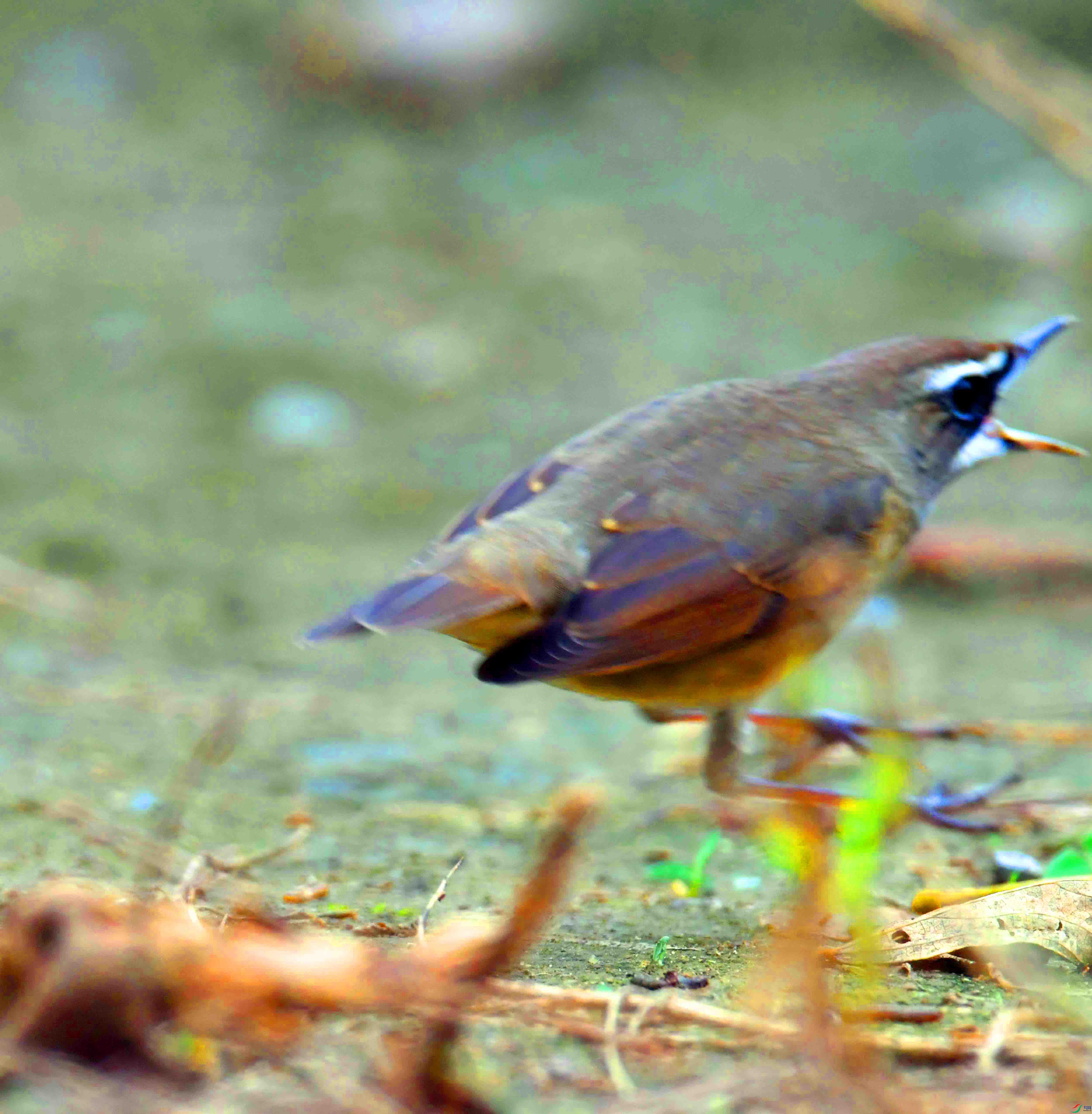 DSC_4058.JPG