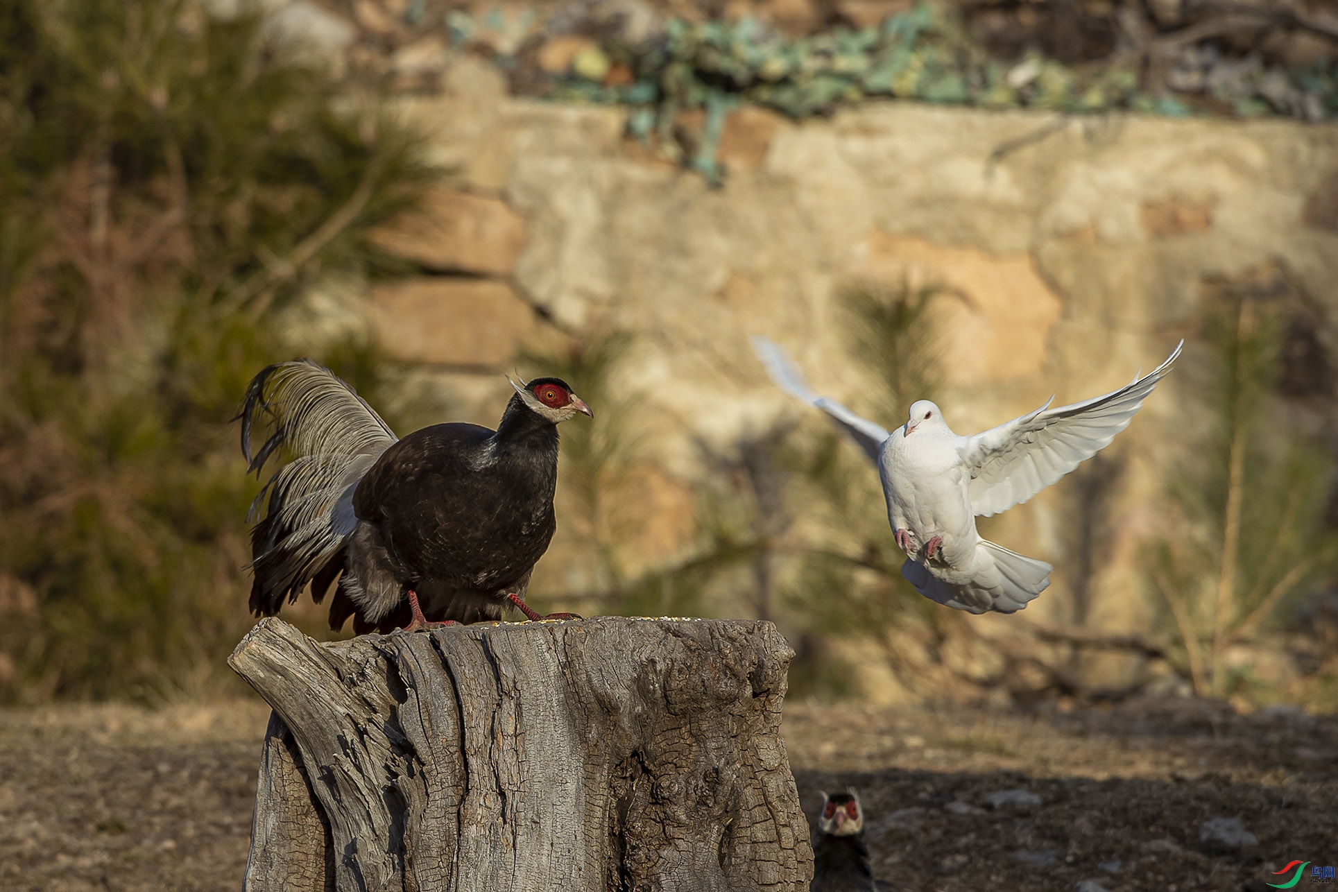 CD0I8524 - ����n.jpg