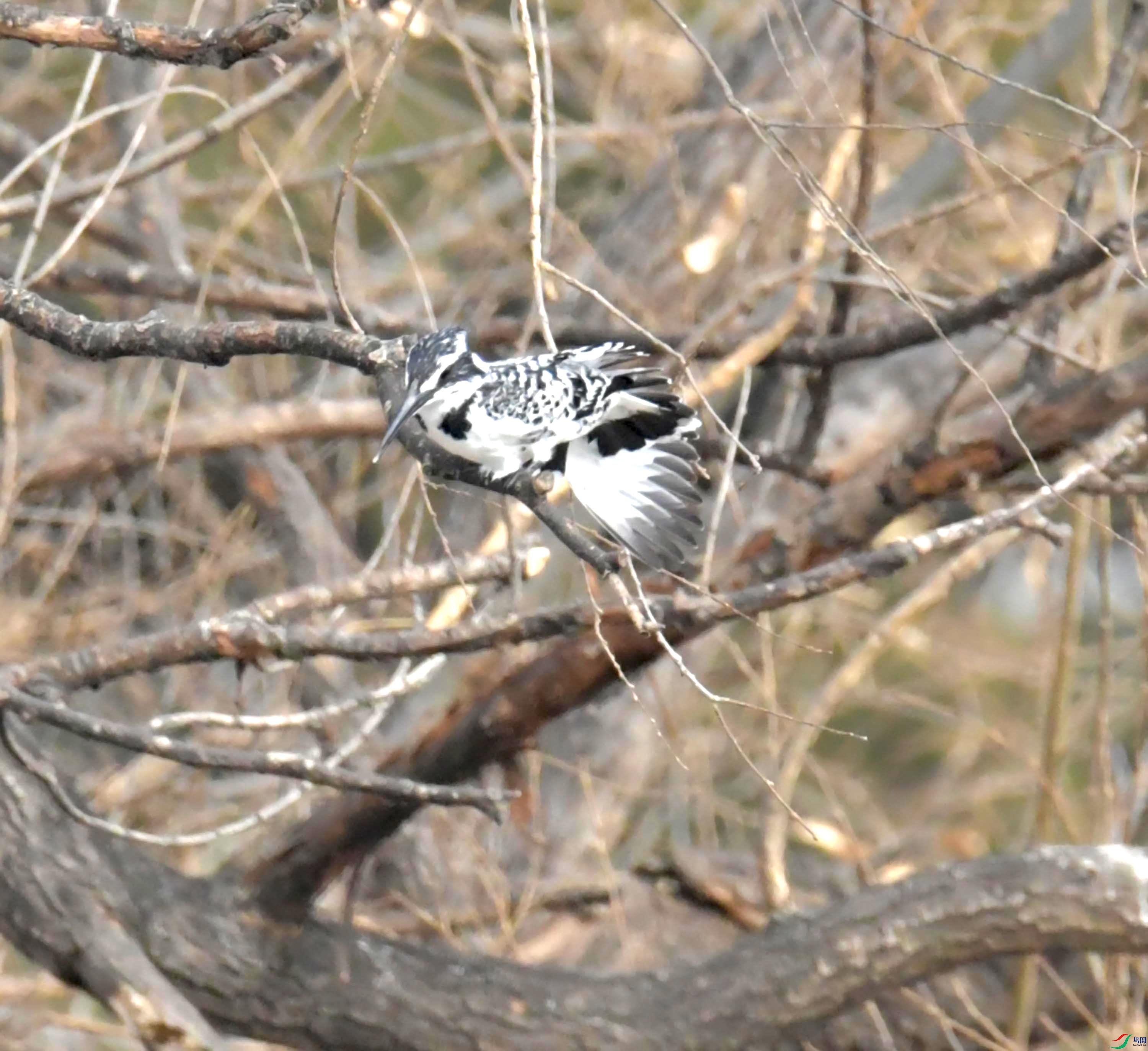 DSC_4660.JPG