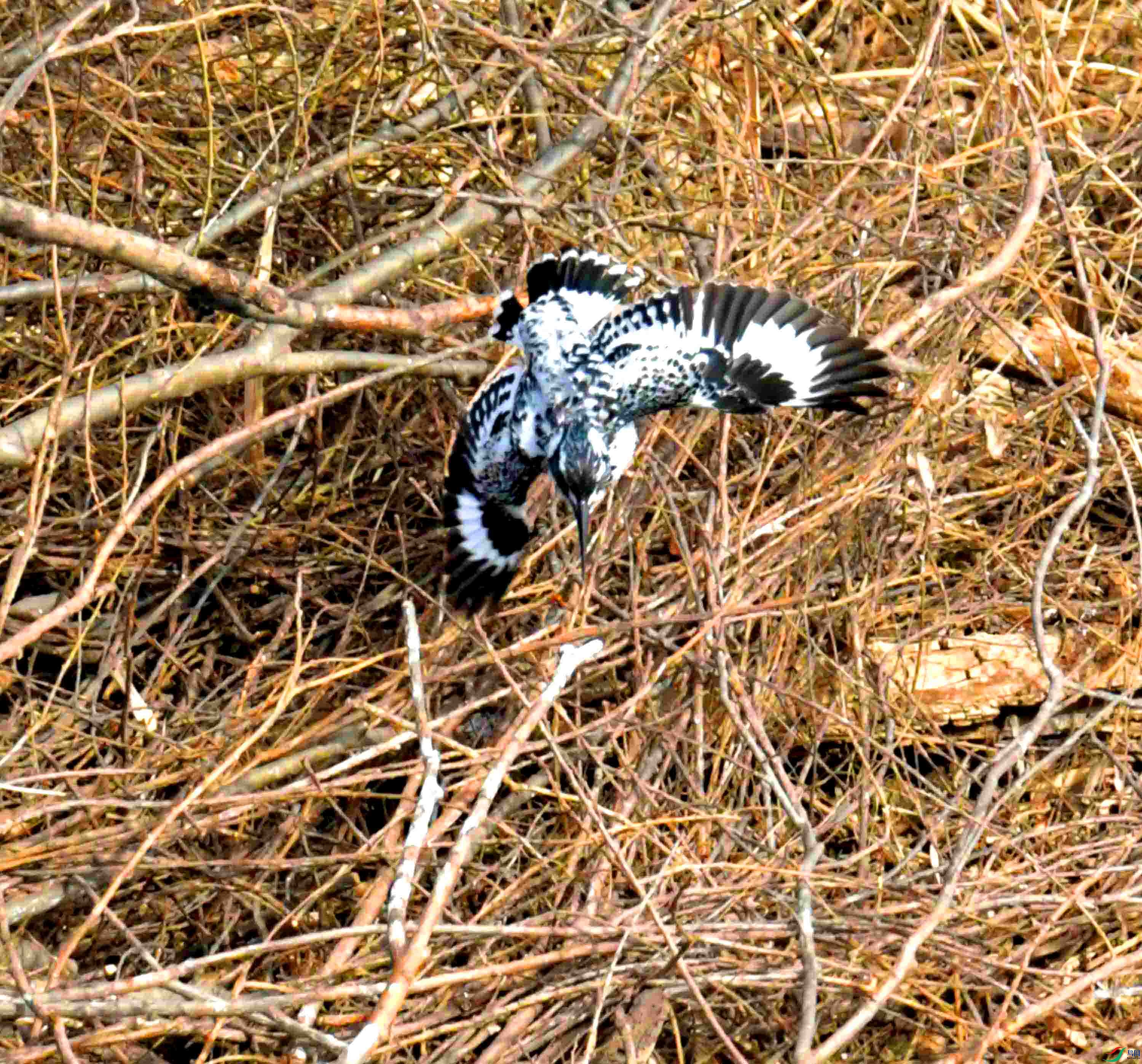 DSC_4990.JPG