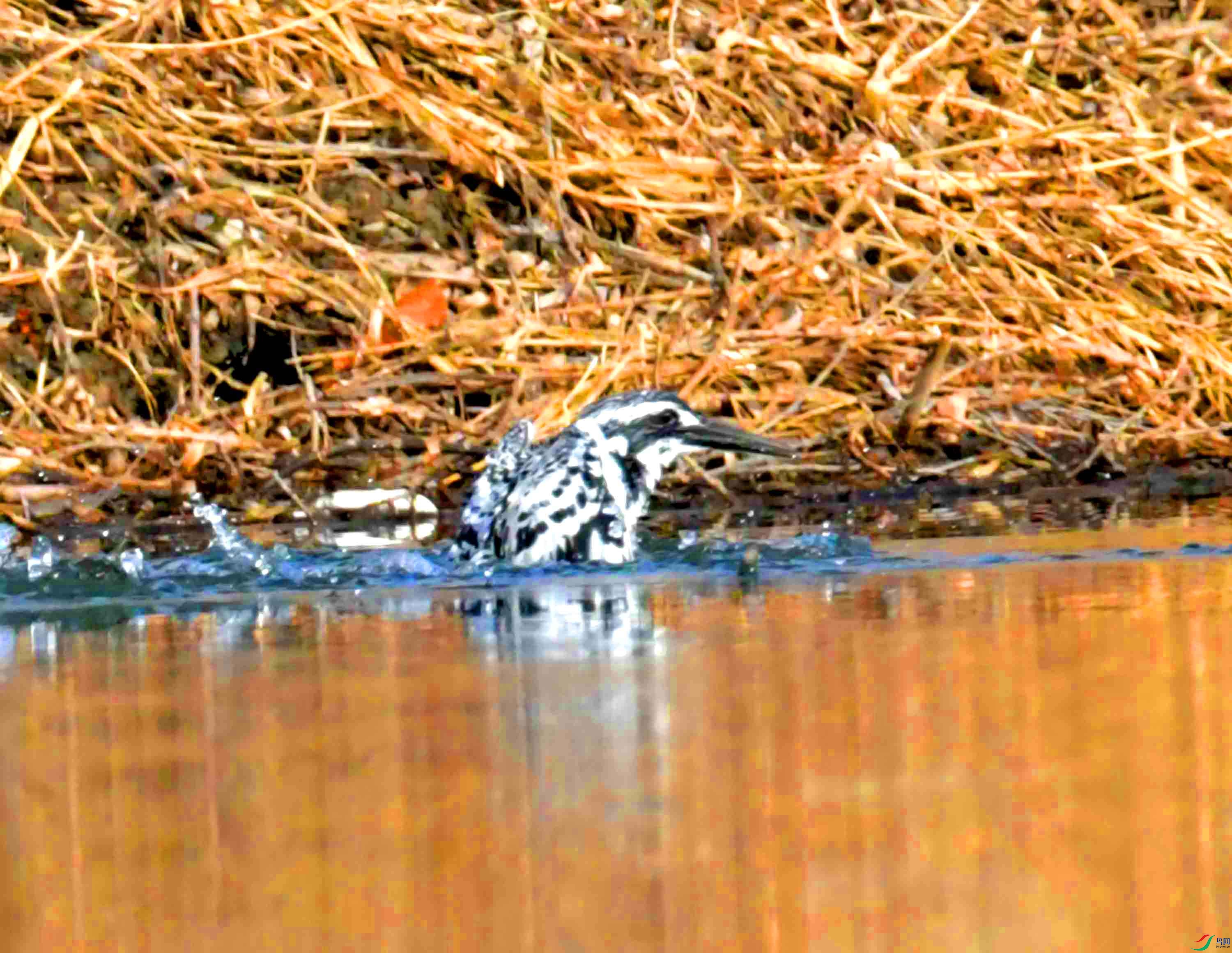 DSC_5011.JPG