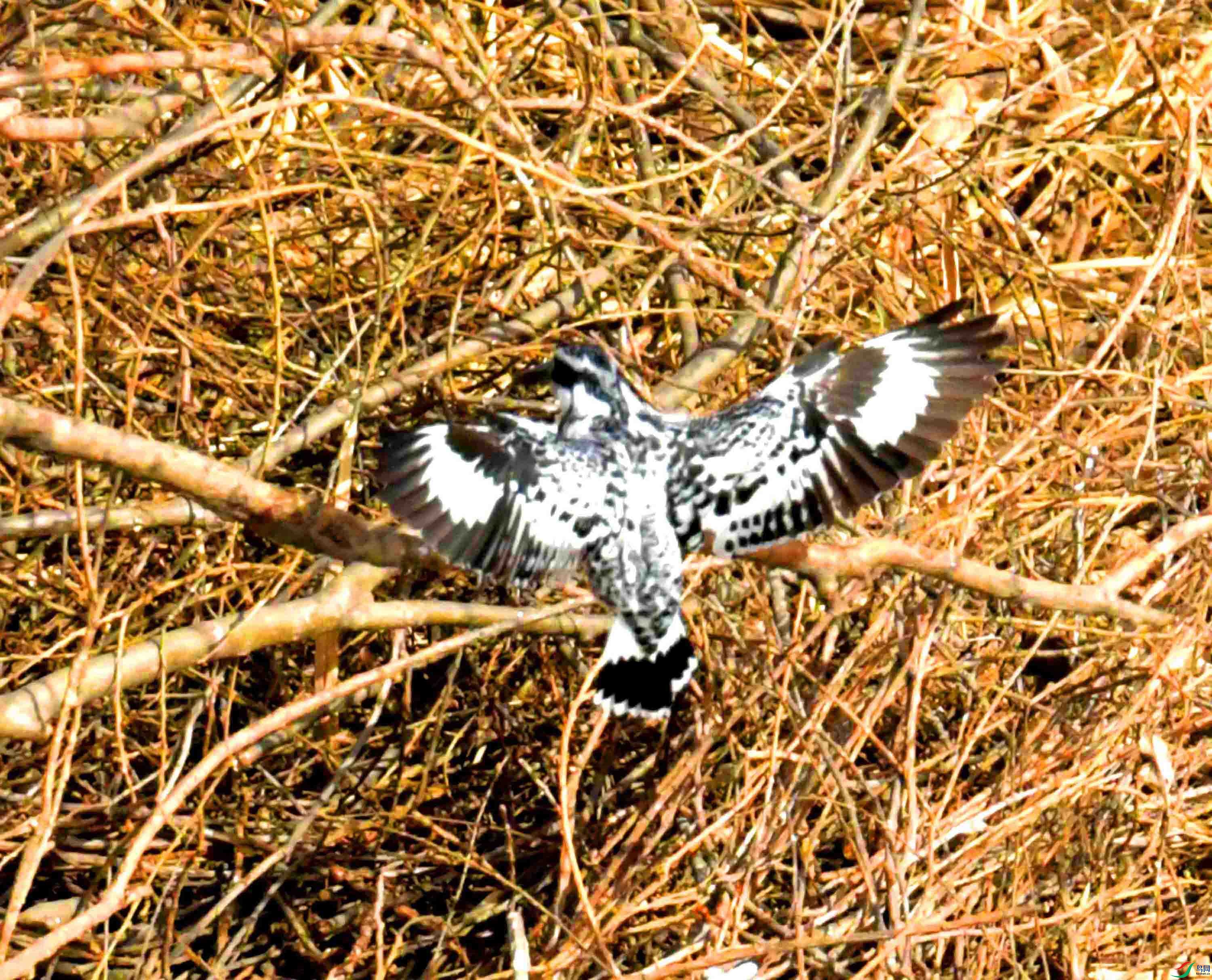 DSC_5045.JPG