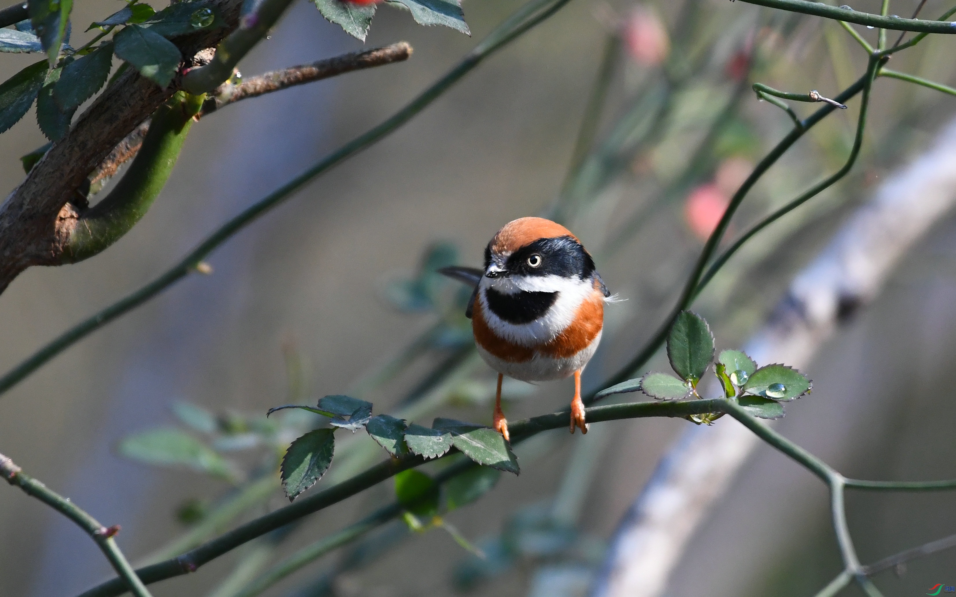 DSC_1764.JPG