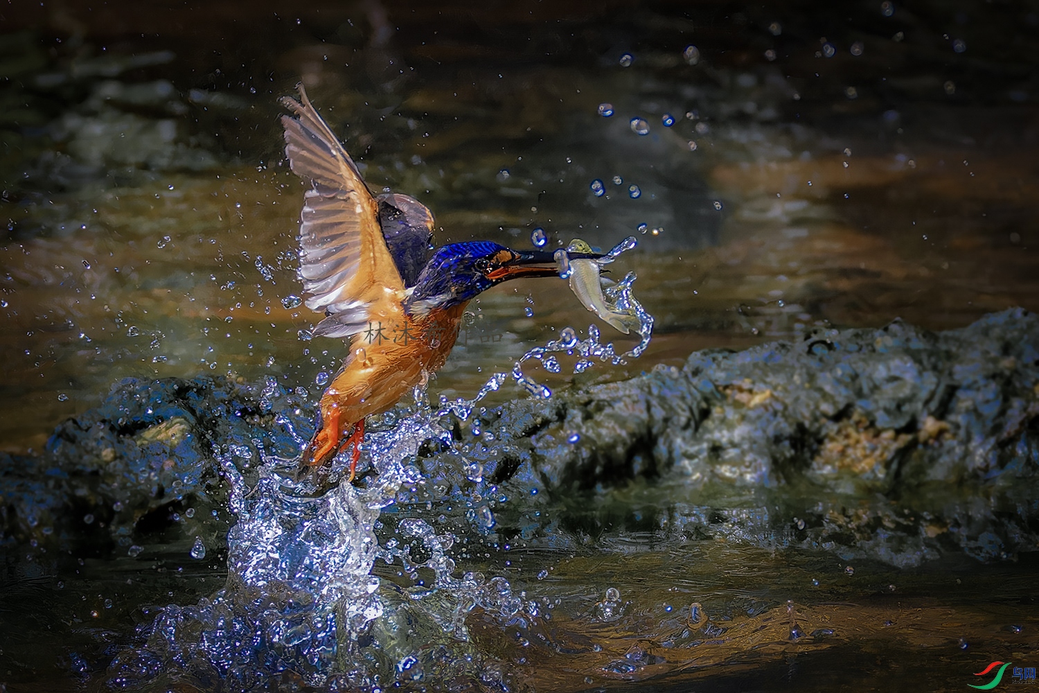 _97A3025-CR3 copy.jpg